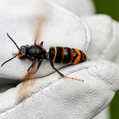 Eine Asiatische Hornisse wird von einem Biologen mit einem Handschuh gehalten.