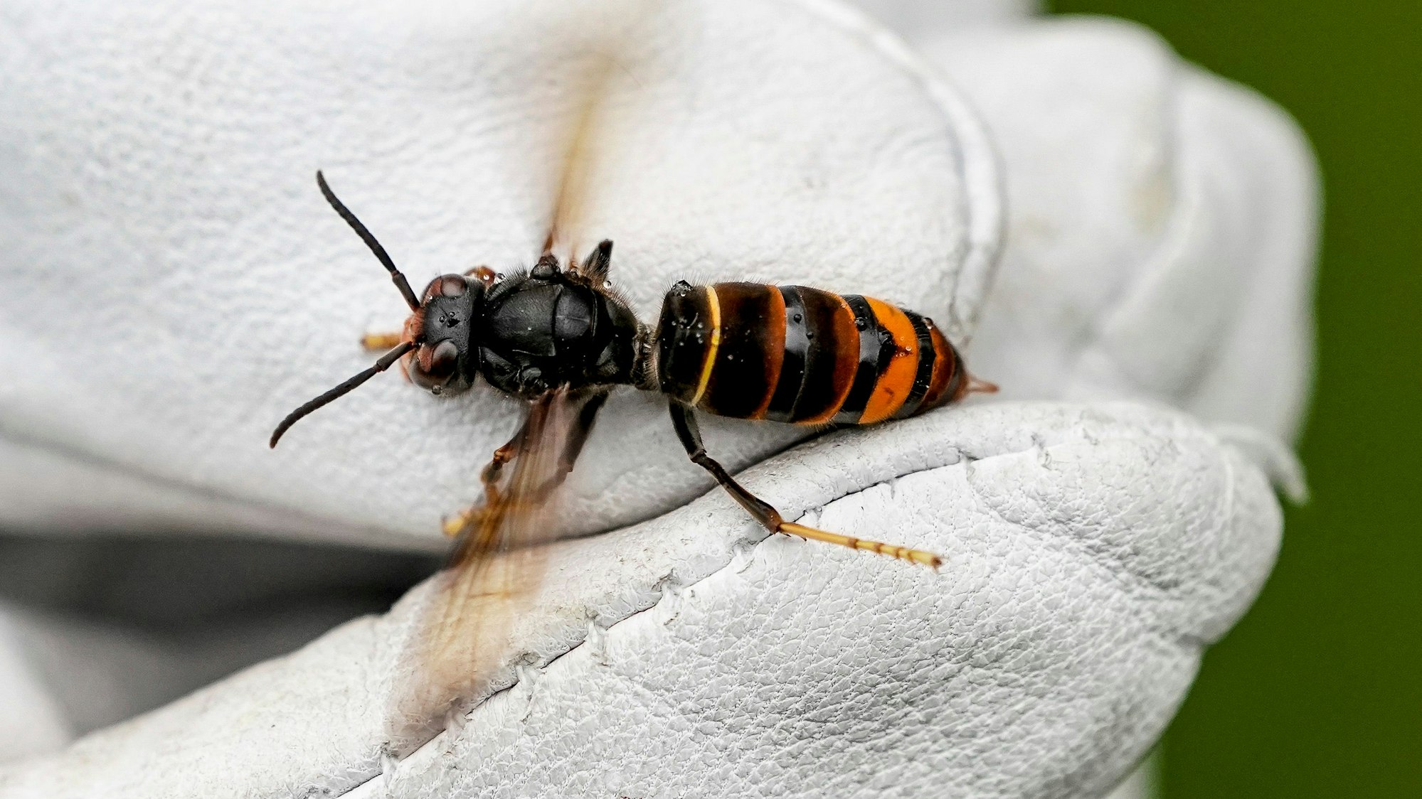 Eine Asiatische Hornisse (Vespa velutina nigrithorax) wird von einem Biologen mit einem Handschuh gehalten.