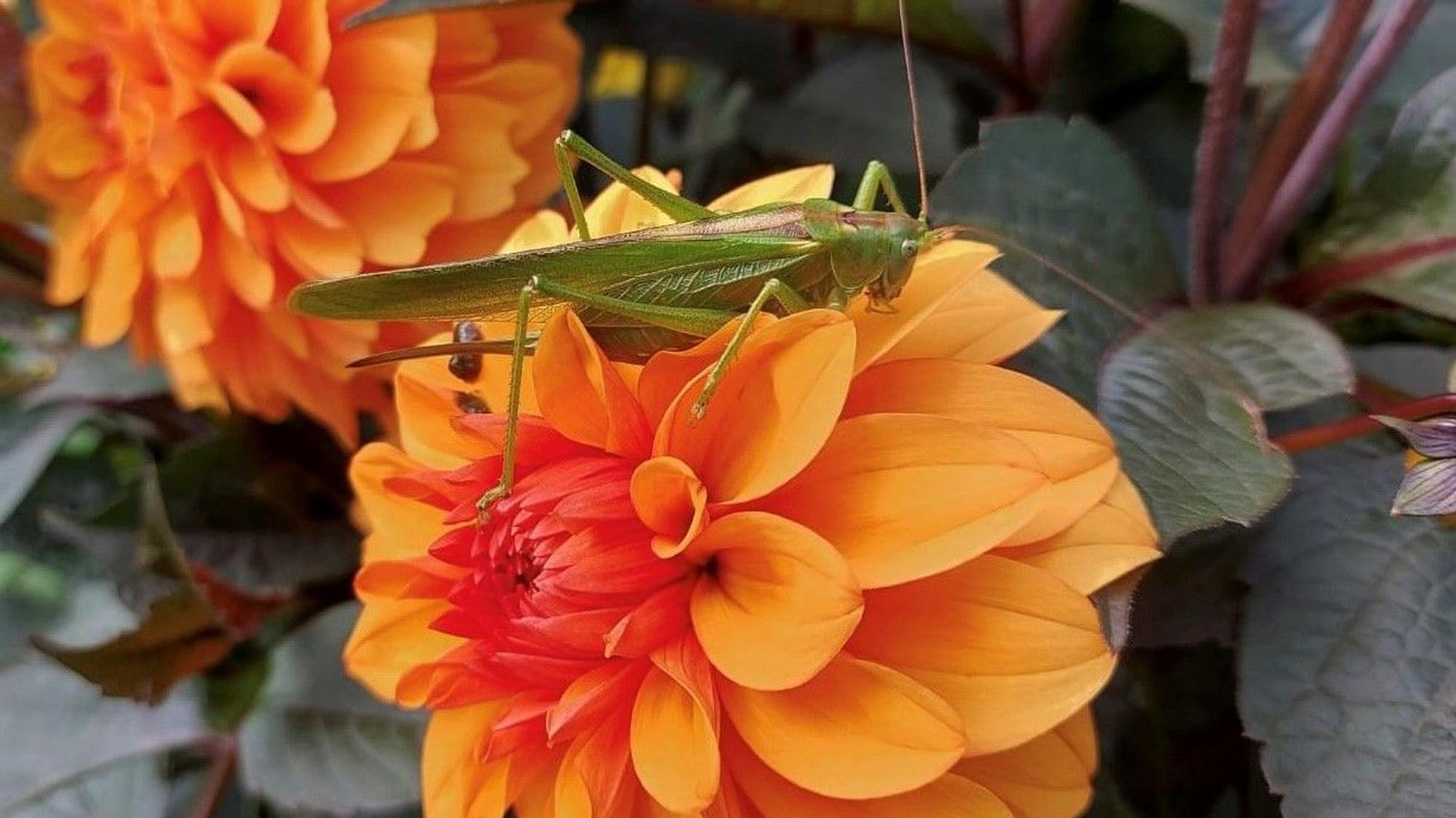 In Waldbröl-Geilenkausen sitzt Grashüpfer auf einer Blume.