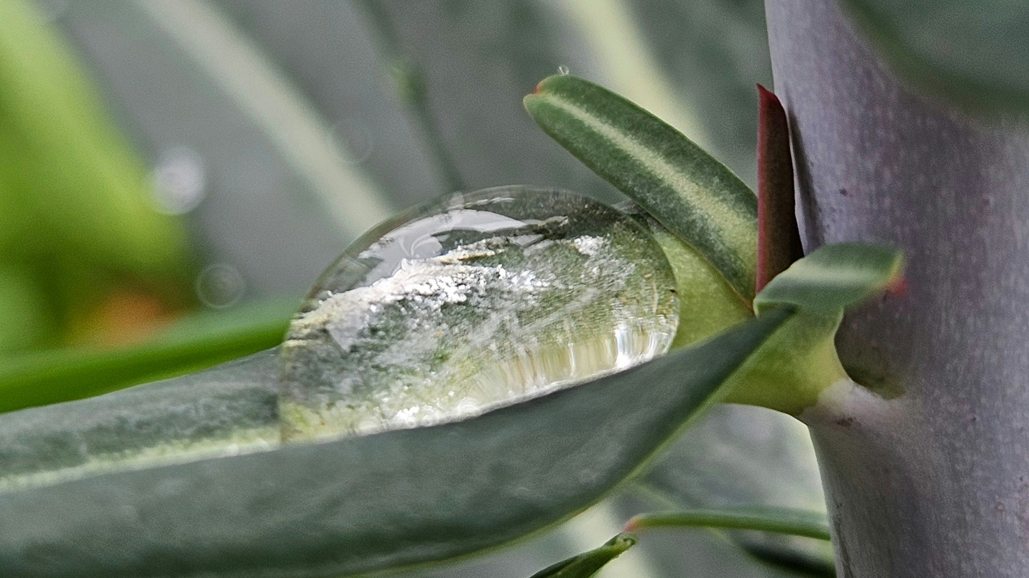 Ein Wassertropfen auf einer Pflanze in der Nahaufnahme.