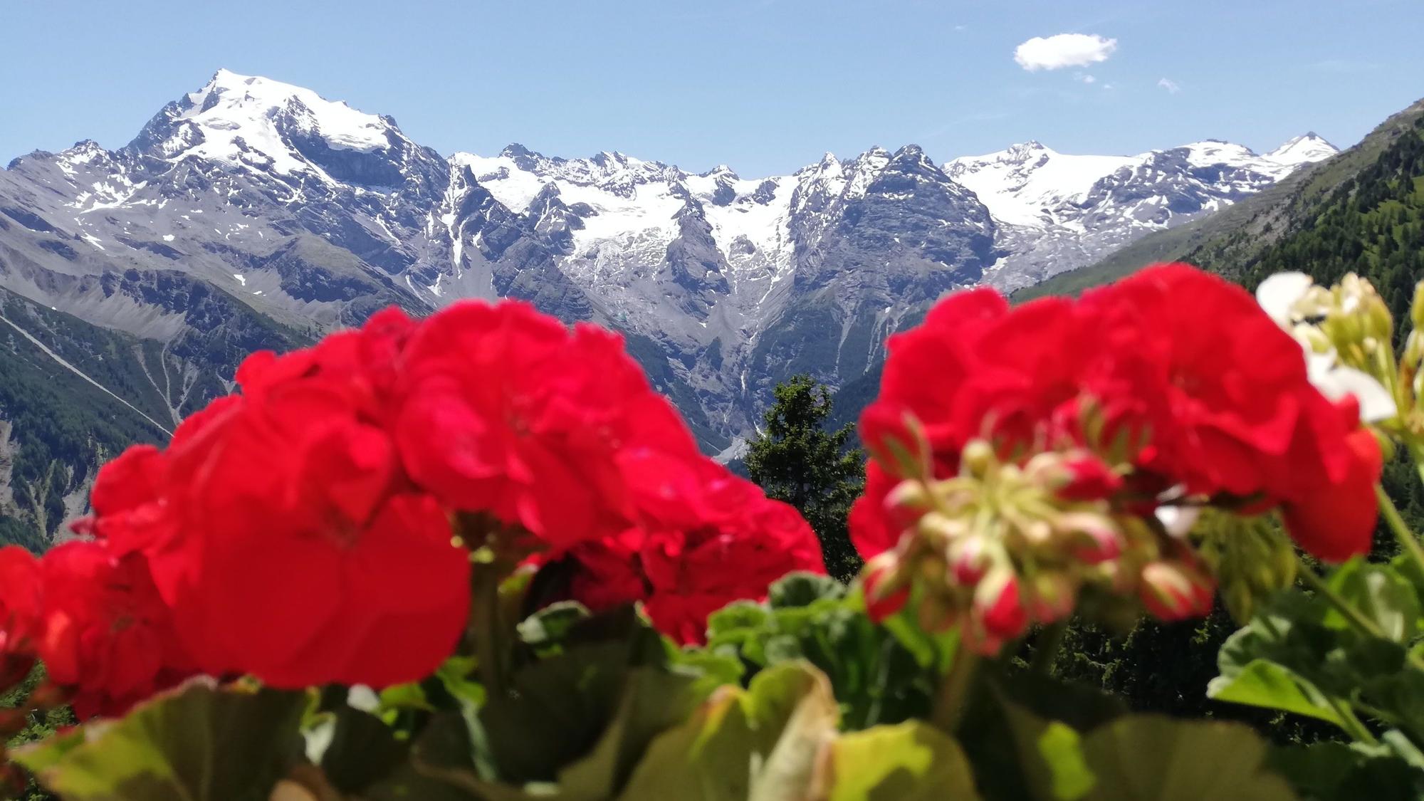 Blick auf die schneebedeckten Berge in Südtirol. Im Vordergrund sind rote Blumen zu sehen.