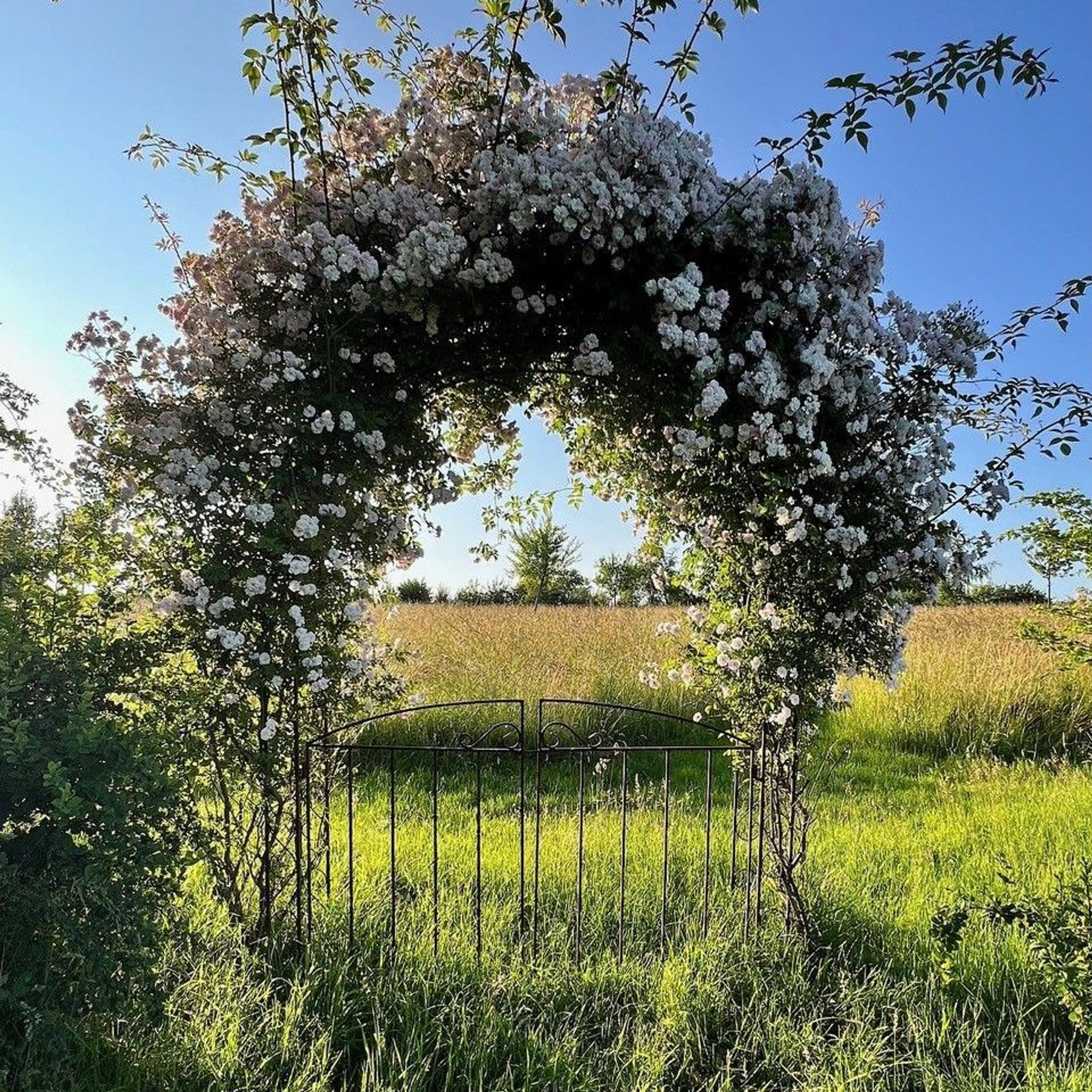 Ein rundes und bewachsenes Tor in einem Garten.