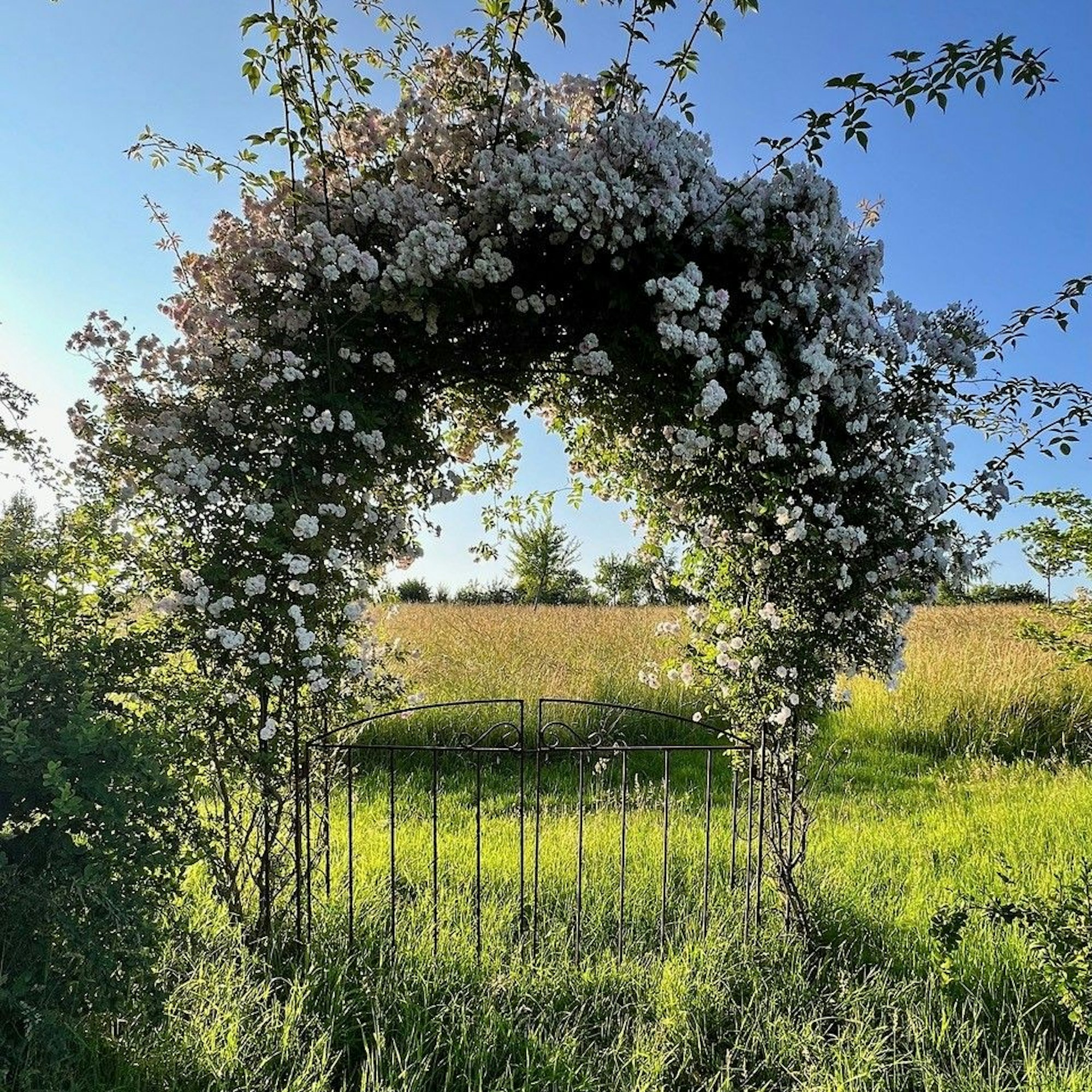 Ein rundes und bewachsenes Tor in einem Garten.