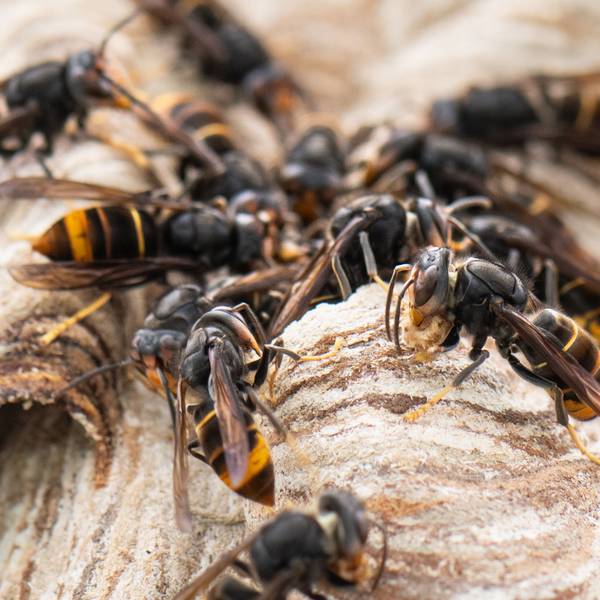 Asiatische Hornissen sitzen auf ihrem Nest.