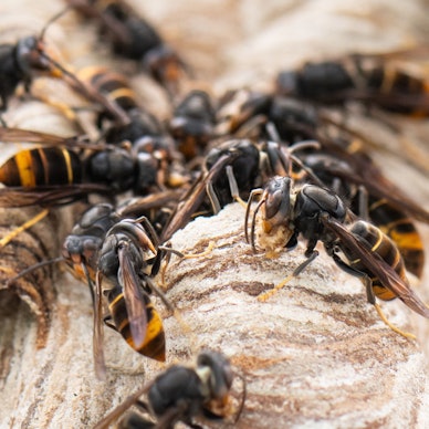 Asiatische Hornissen sitzen auf ihrem Nest.