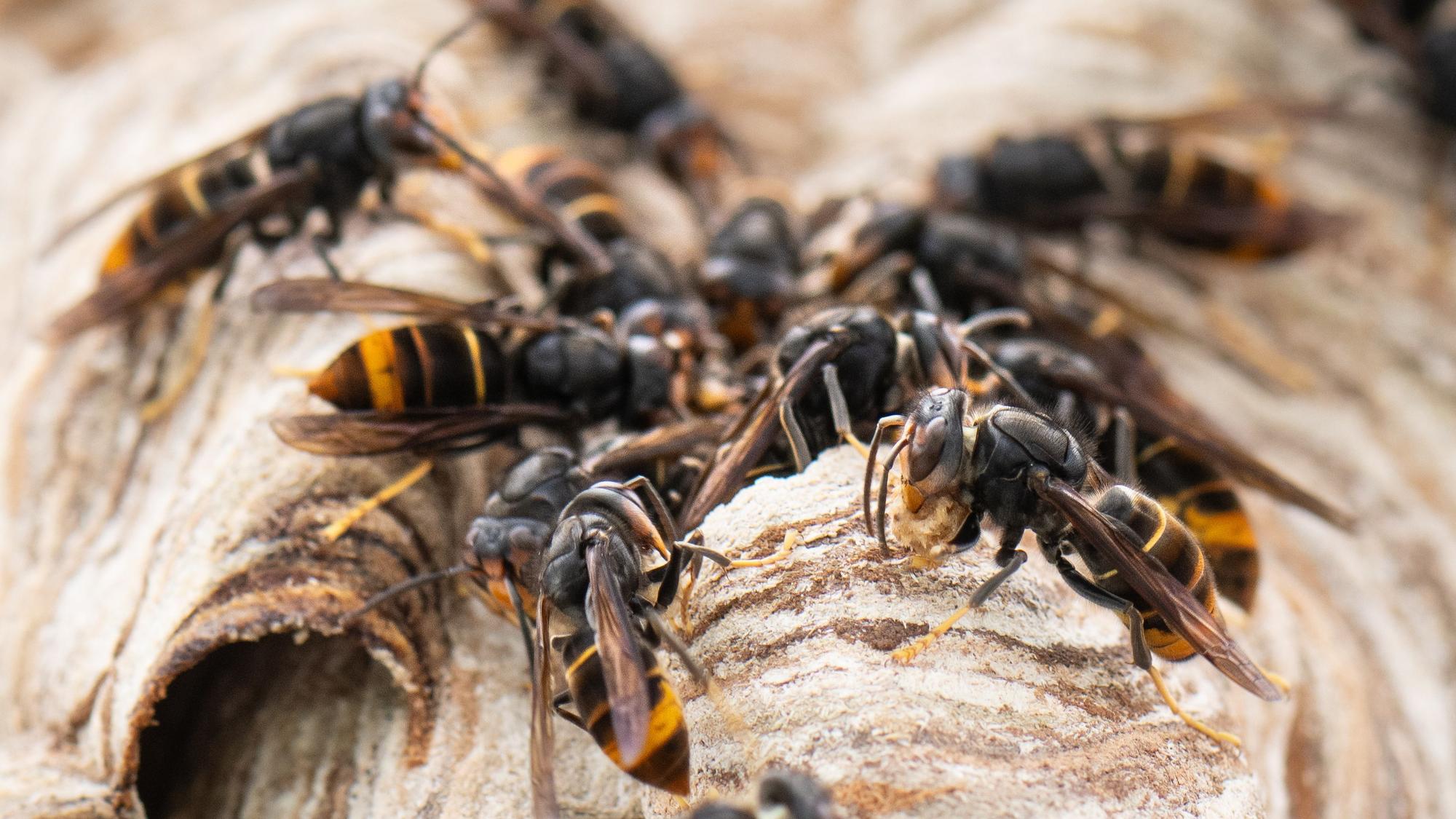 Asiatische Hornissen sitzen auf ihrem Nest.