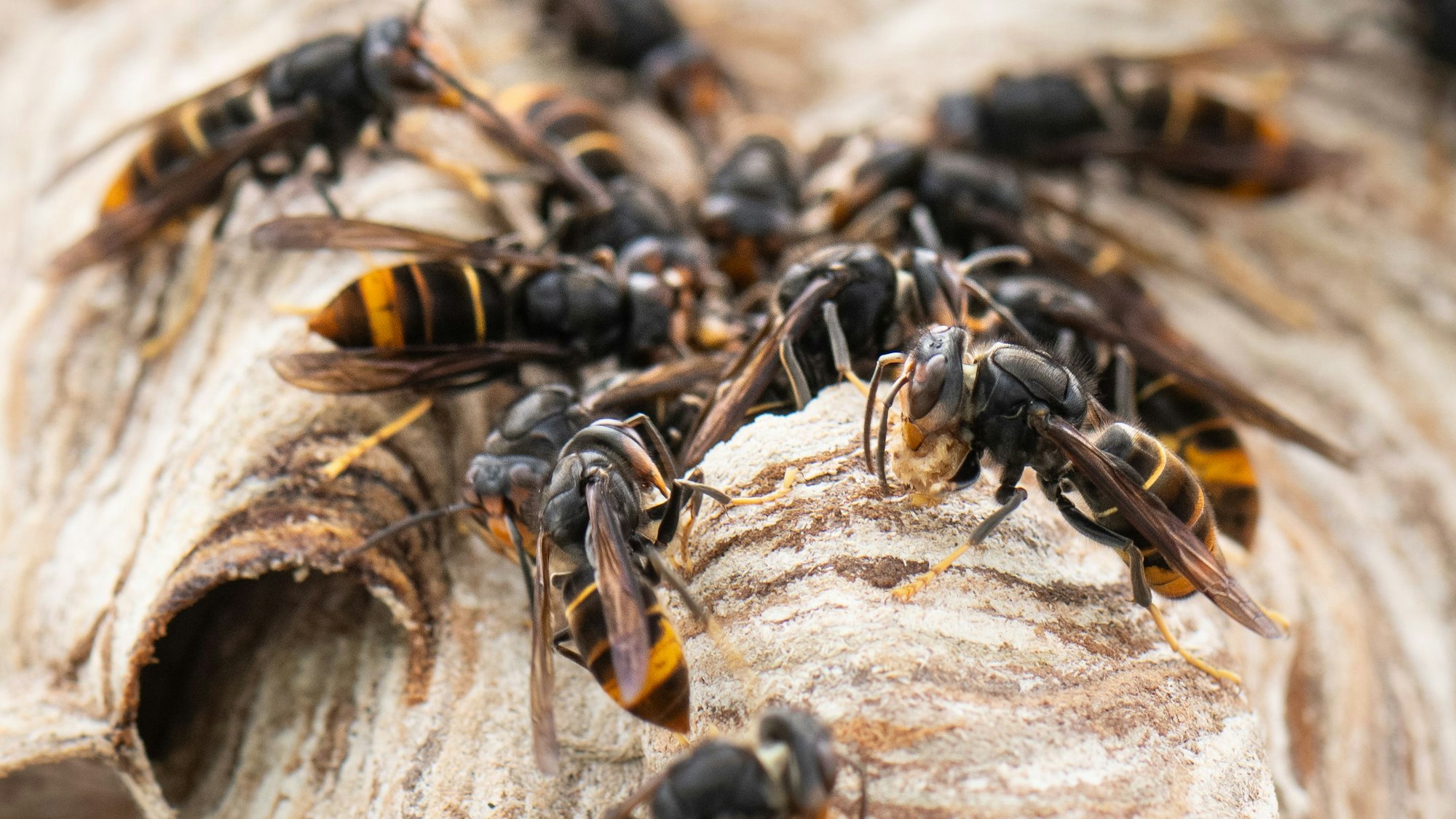 Asiatische Hornissen sitzen auf ihrem Nest.