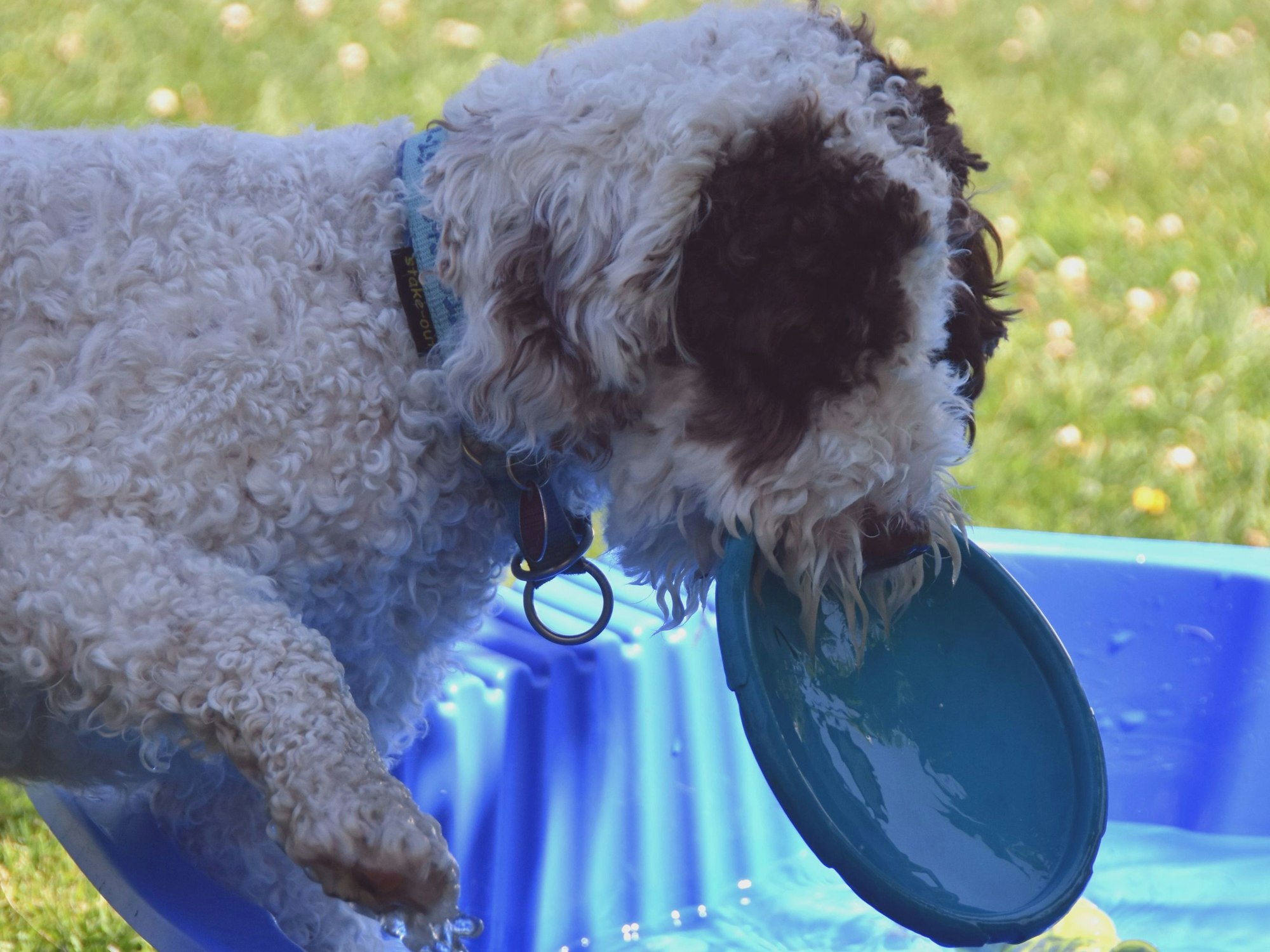 Eine Hündin holt eine Frisbeescheibe aus einem Planschbecken.