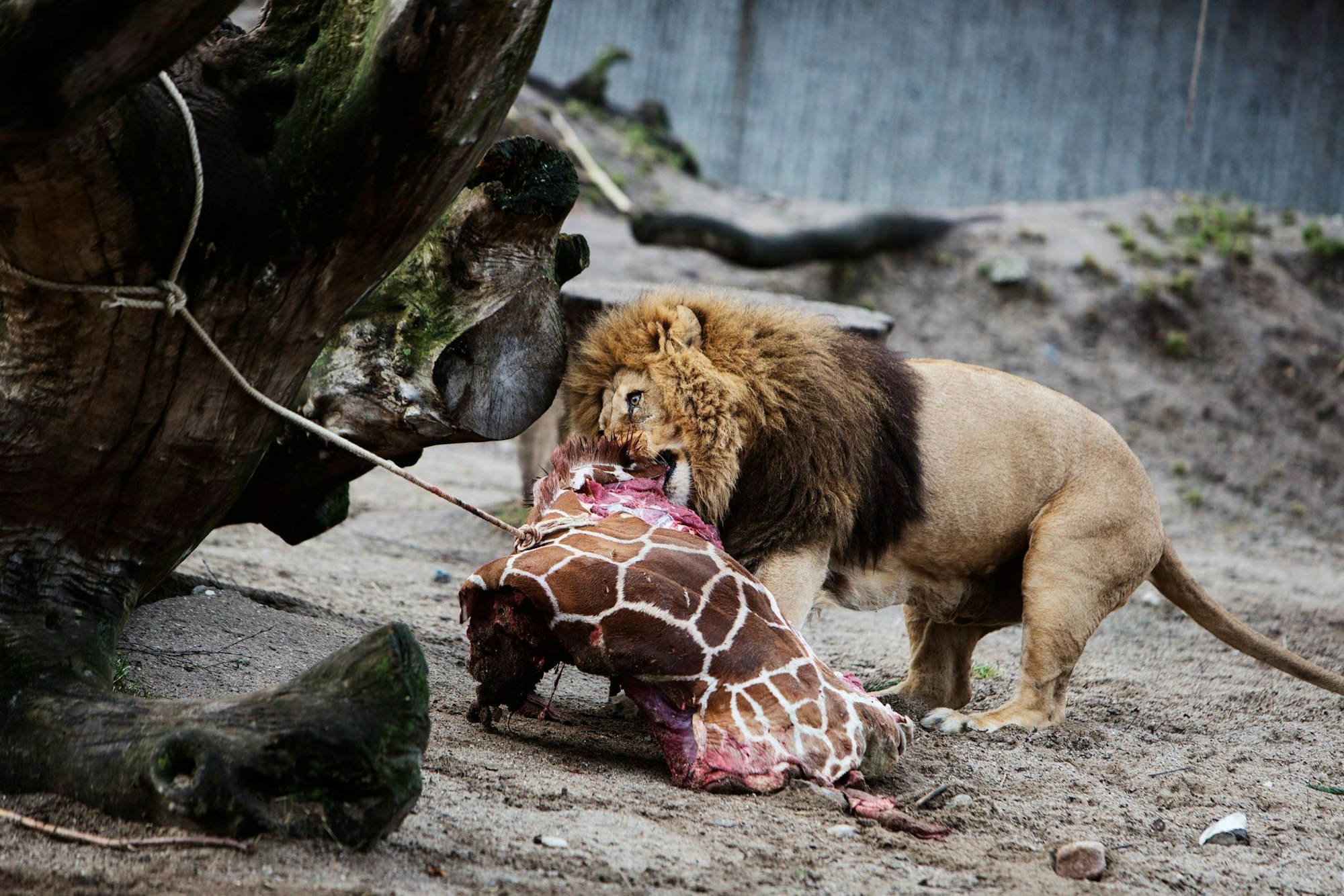 Für Schlagzeilen sorgte 2014 der Kopenhagener Zoo, als er die Giraffe Marius tötete und an Löwen verfütterte.