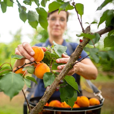 Der Klimawandel fördert den Anbau von Aprikosen und Pfirsichen in Deutschland.