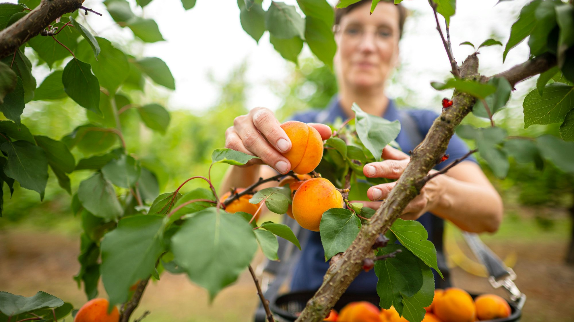 Der Klimawandel fördert den Anbau von Aprikosen und Pfirsichen in Deutschland.