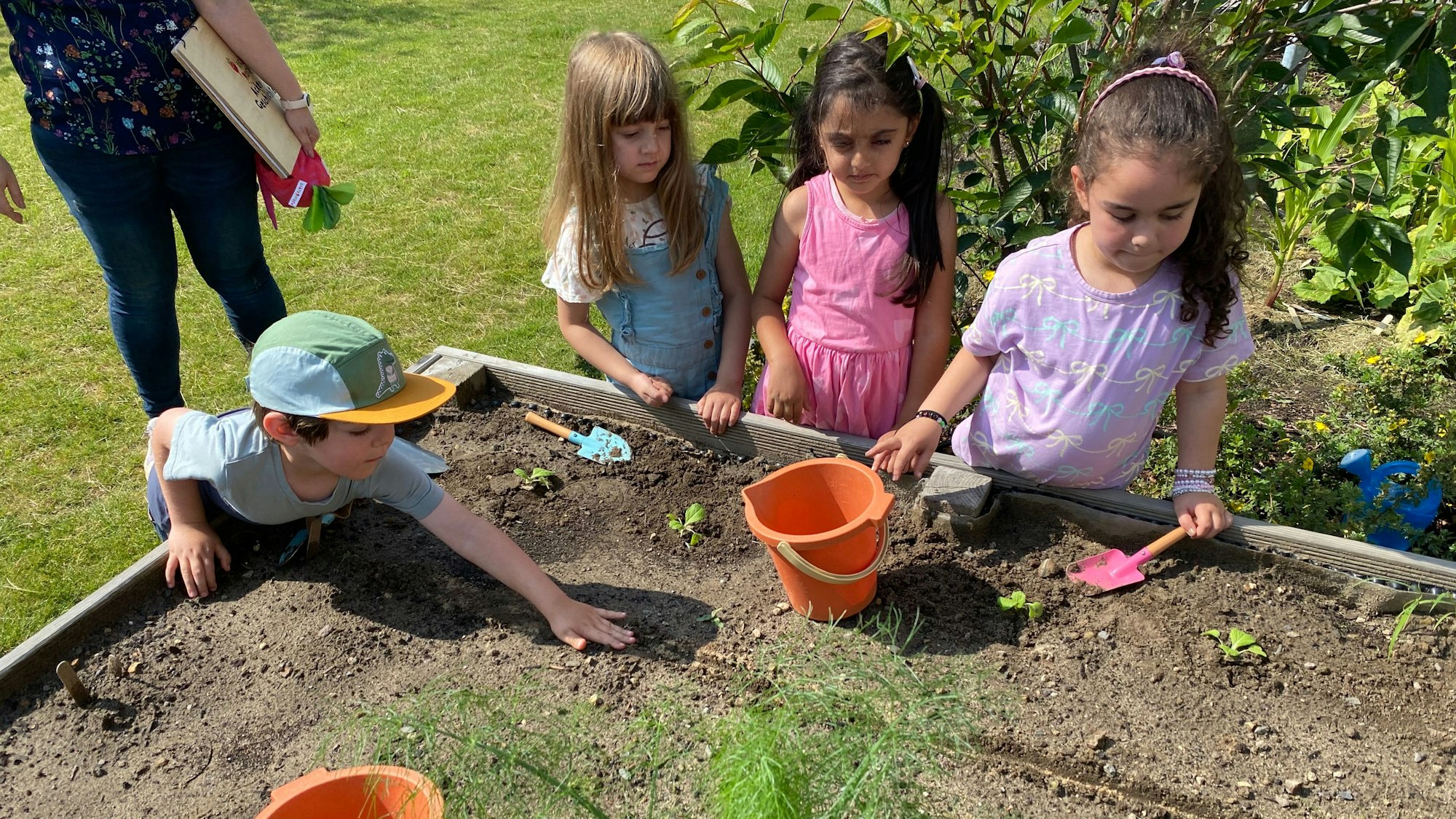 Acker-Racker in Aktion: Ragna, Lya, Salma und Faina aus der Kita Kinderparadies beim Pflanzen von Radieschen.