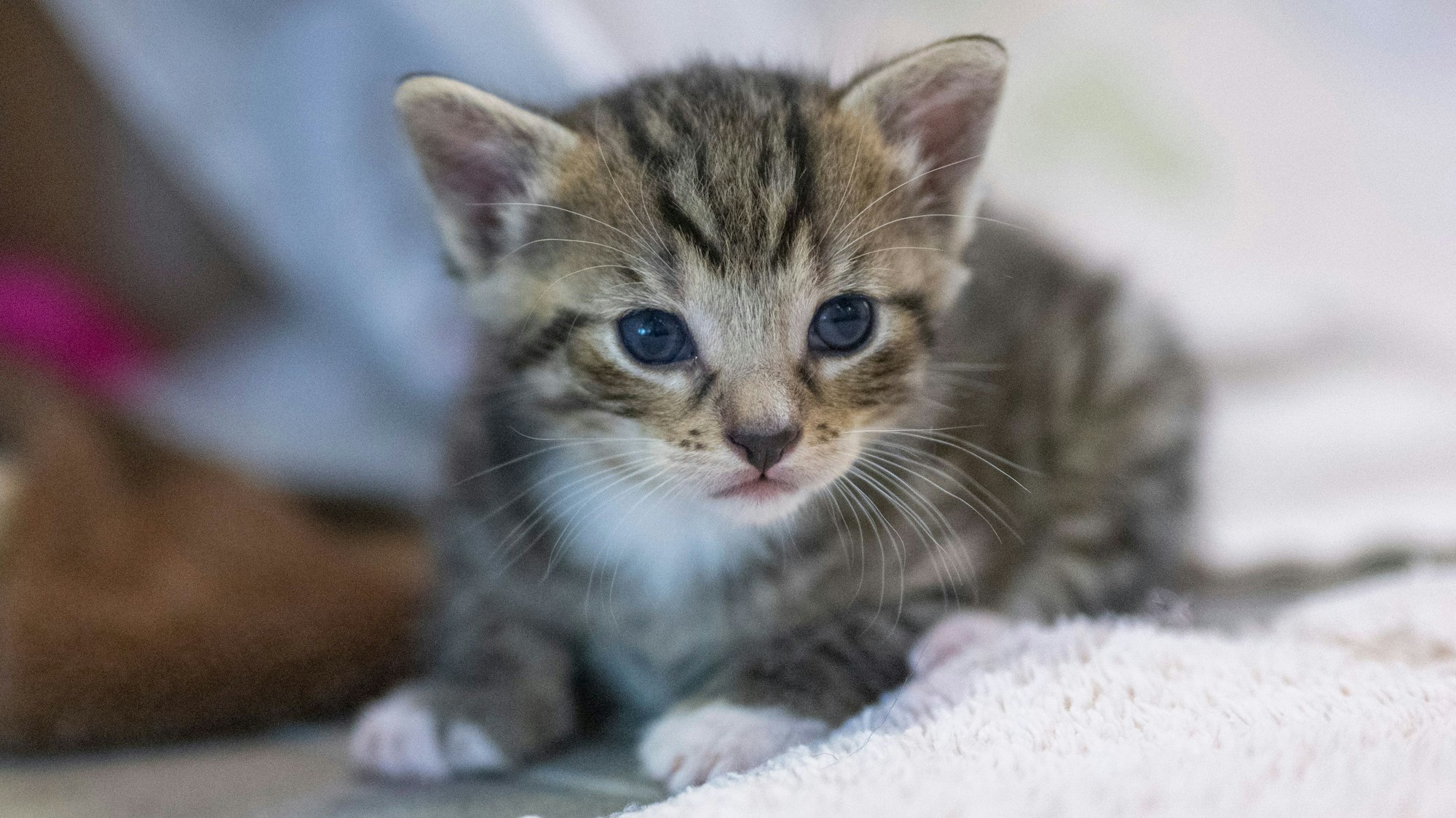 Eine junge Katze liegt in ihrem Gehege.