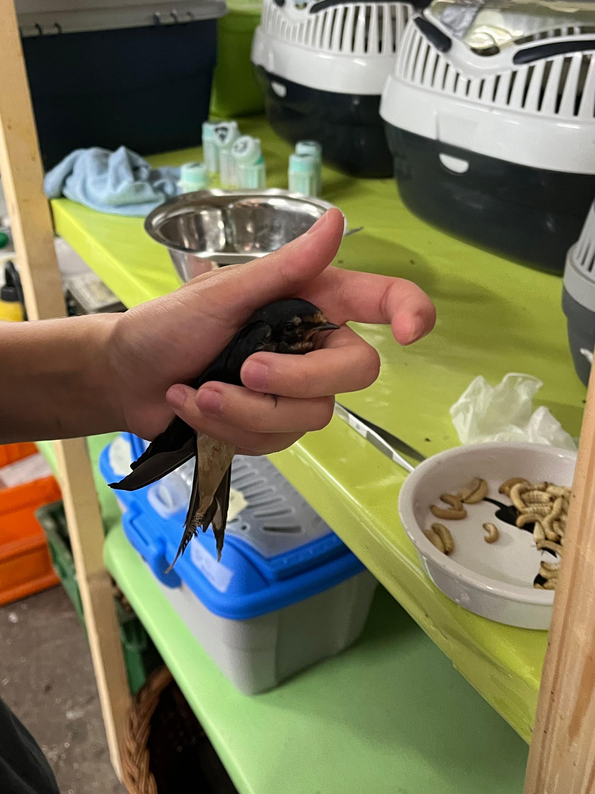 Die angehende Tierärztin Jodie Paffrath füttert die abgegebenen Jungvögel auf Gut Leidenhausen.