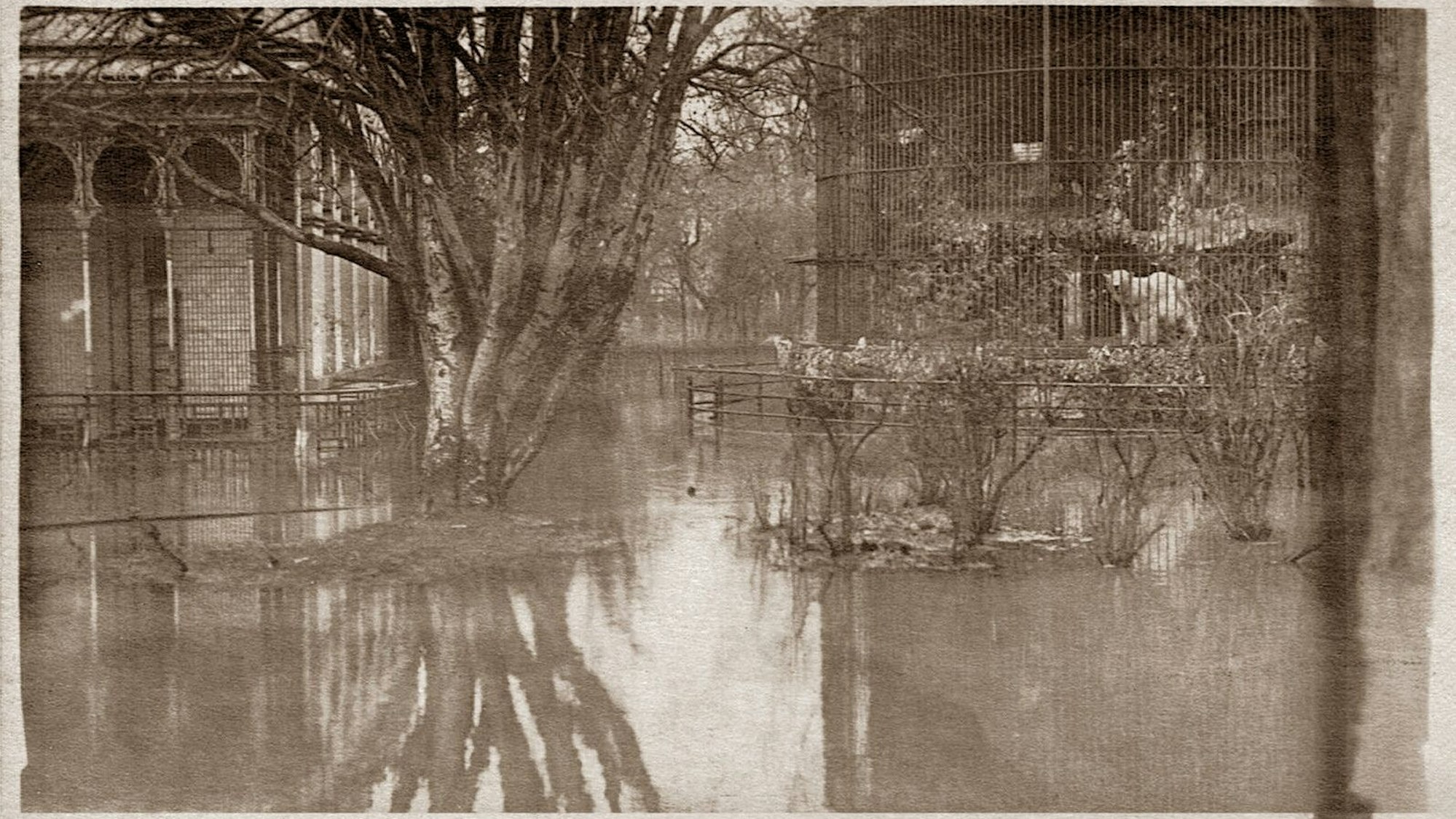 Auch 1920 war der Zoo von Hochwasser betroffen. Der Bärenzwinger blieb verschont, das Gelände ringsum stand jedoch unter Wasser.