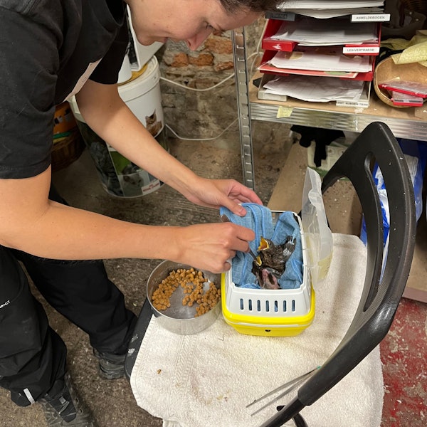 Die angehende Tiermedizinerin Jodie Paffrath füttert die Jungvögel: Auf dem Gut Leidenhausen kümmern sich Tierschützer um Kölns Vogelnachwuchs.