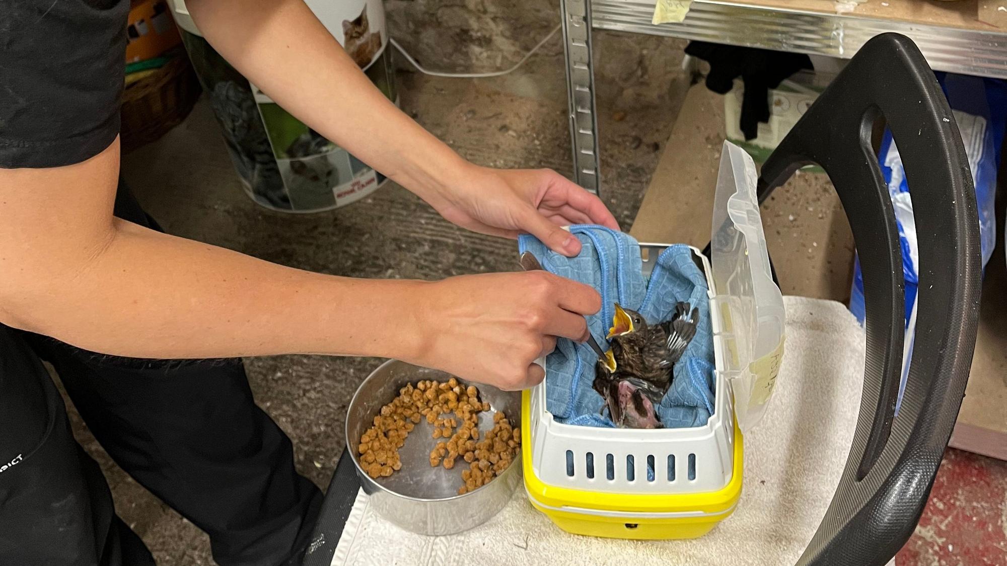 Die angehende Tiermedizinerin Jodie Paffrath füttert die Jungvögel: Auf dem Gut Leidenhausen kümmern sich Tierschützer um Kölns Vogelnachwuchs.