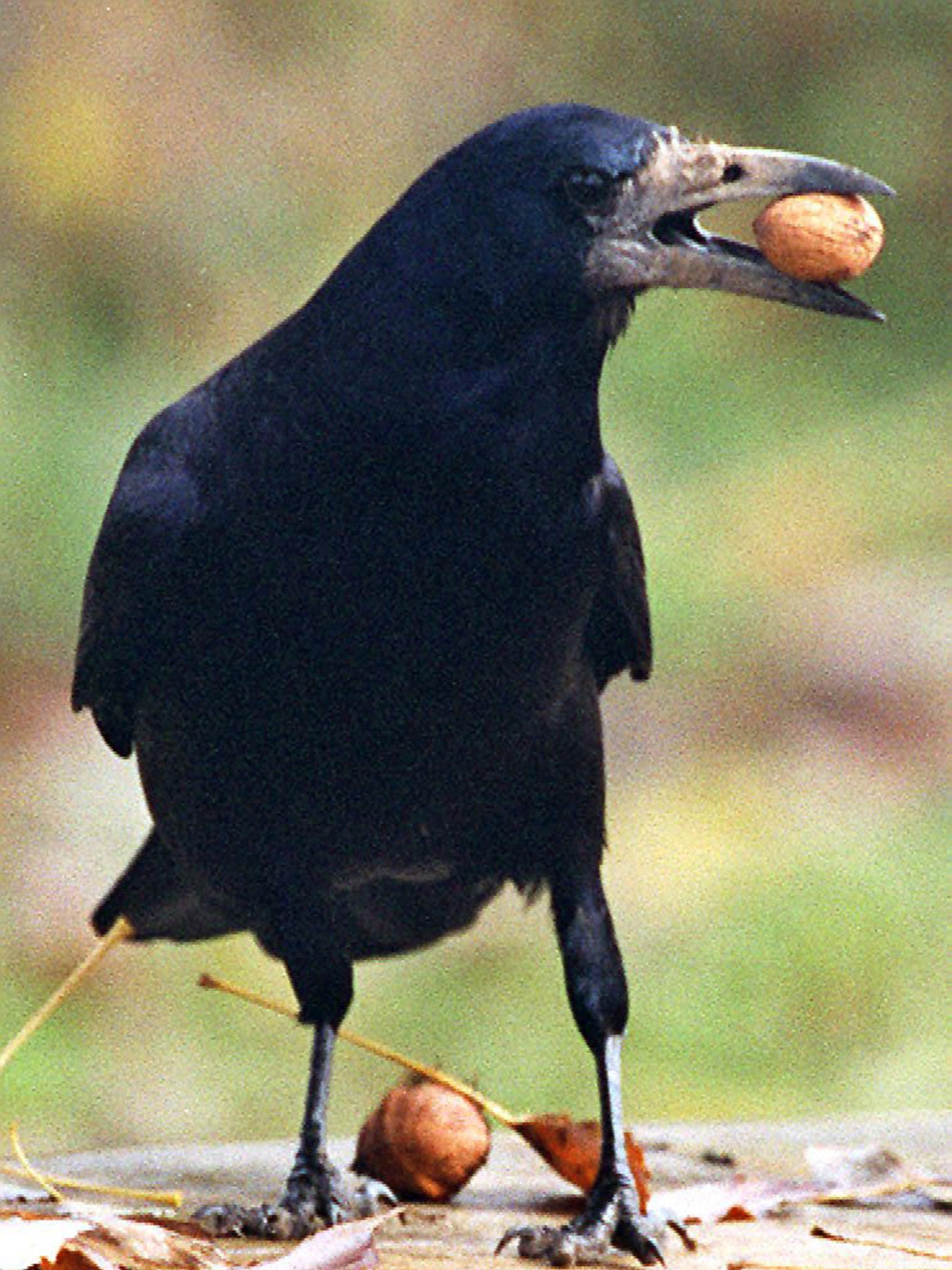 Eine Saatkrähe macht sich an einer Walnuss zu schaffen. In Waldbröl suchen sich die Vögel immer wieder neue Quartiere. Gut ist das nicht.