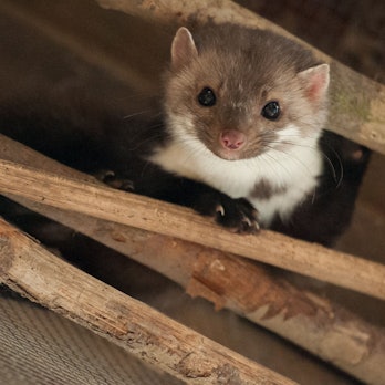 Ein Marder sitzt zwischen Ästen und Stöcken.