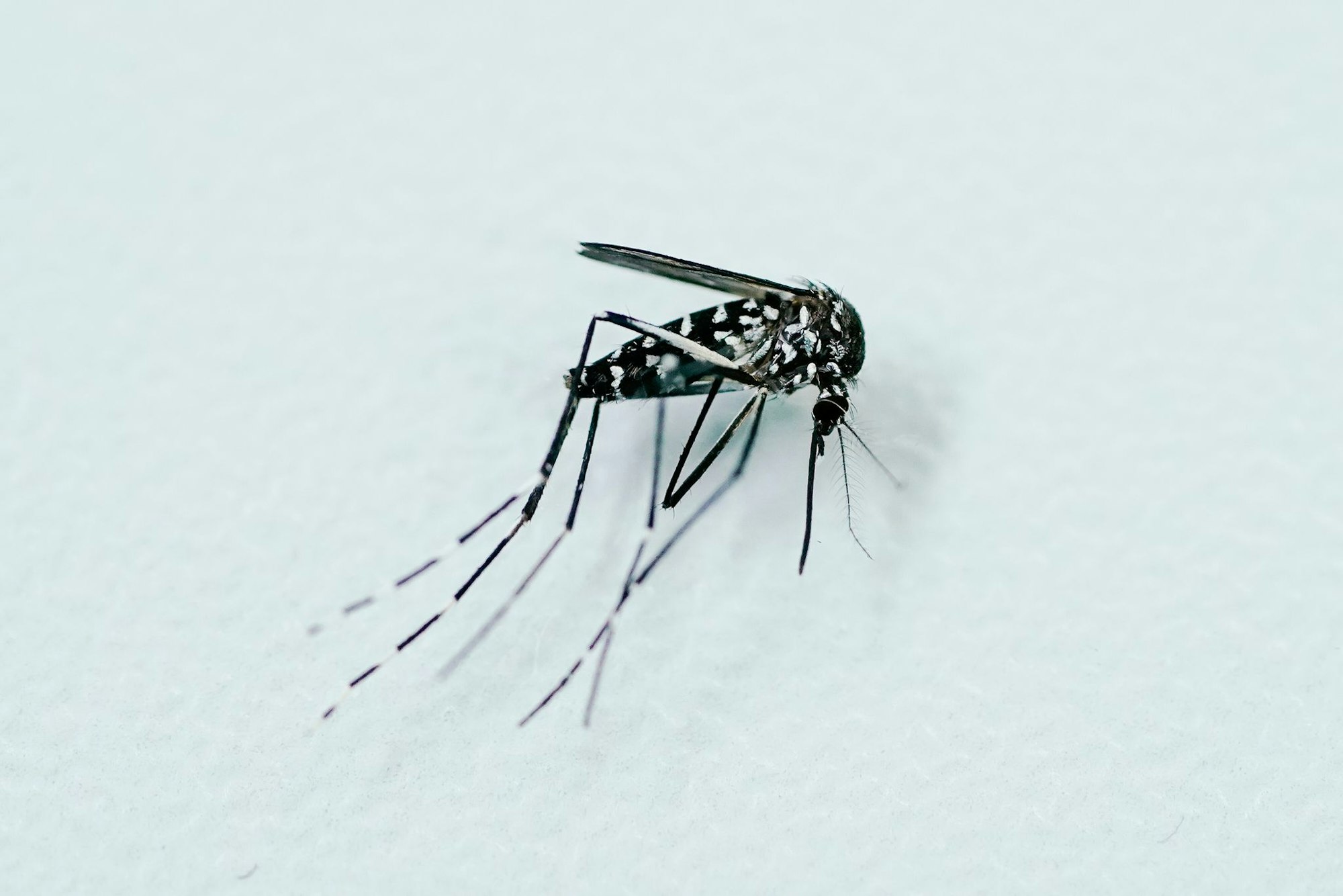 Tigermücken können Krankheitserreger übertragen, etwa Viren von West-Nil, Dengue, Zika und Chikungunya.