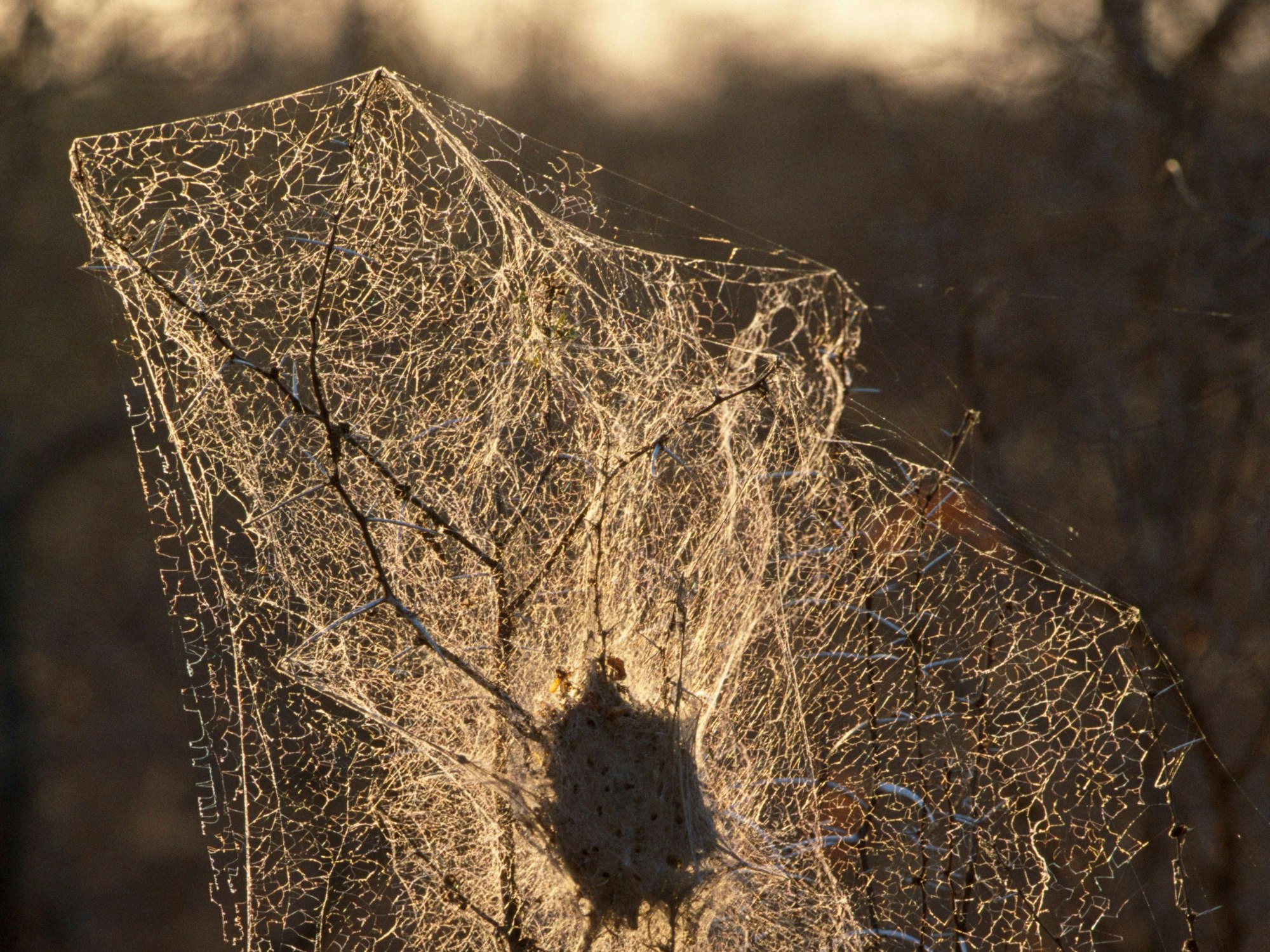 Die afrikanischen Sozialspinnen bauen imposante Nester – hier im südafrikanischen Kruger-Nationalpark. (Archivbild)