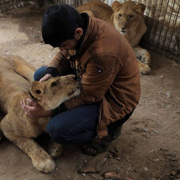 Ein Mitarbeiter überprüft den Gesundheitszustand der Löwen in einem privaten Zoo in der Stadt Rafah im südlichen Gazastreifen.