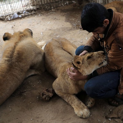Ein Mitarbeiter überprüft den Gesundheitszustand der Löwen in einem privaten Zoo in der Stadt Rafah im südlichen Gazastreifen.