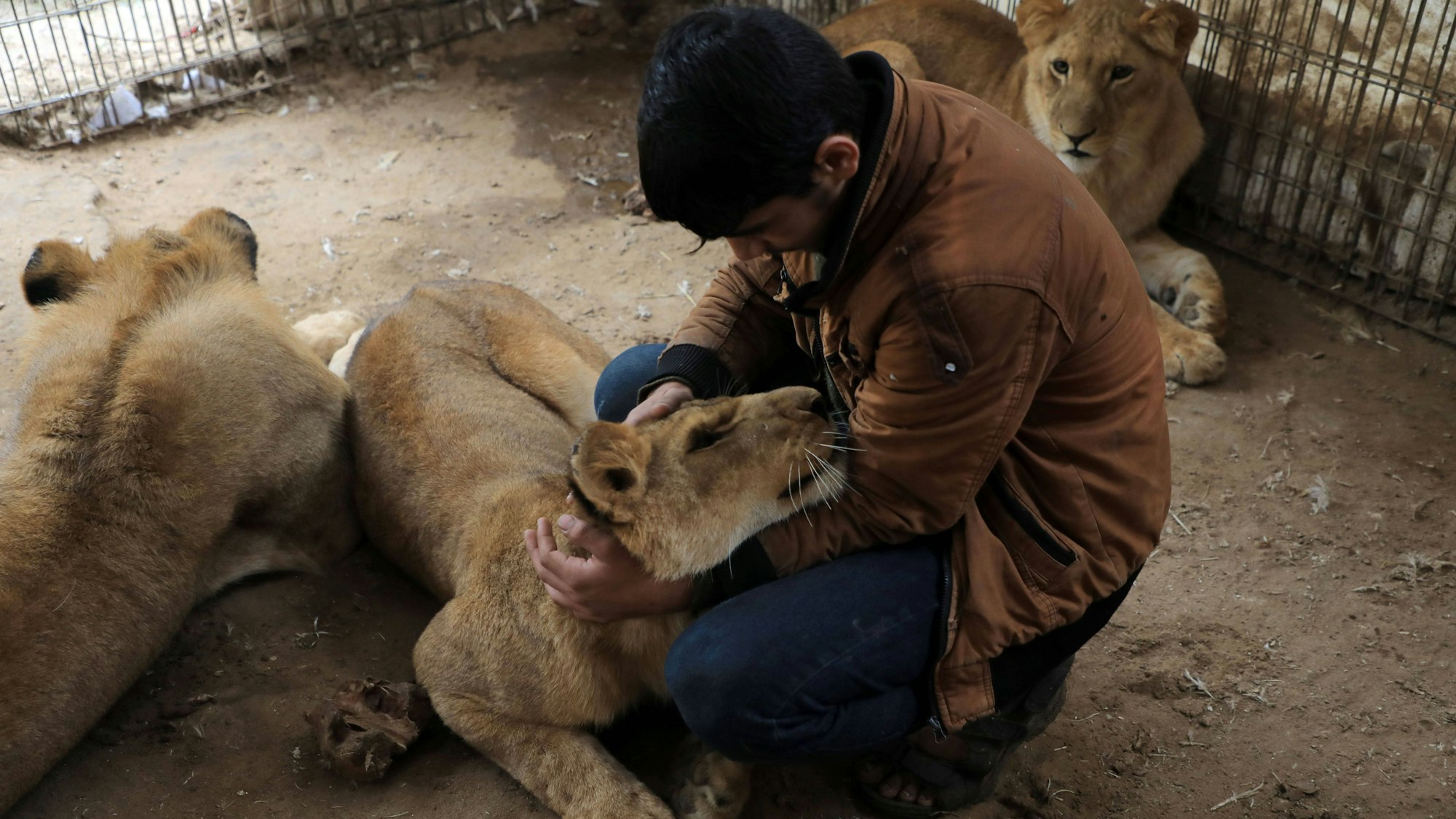 Ein Mitarbeiter überprüft den Gesundheitszustand der Löwen in einem privaten Zoo in der Stadt Rafah im südlichen Gazastreifen.