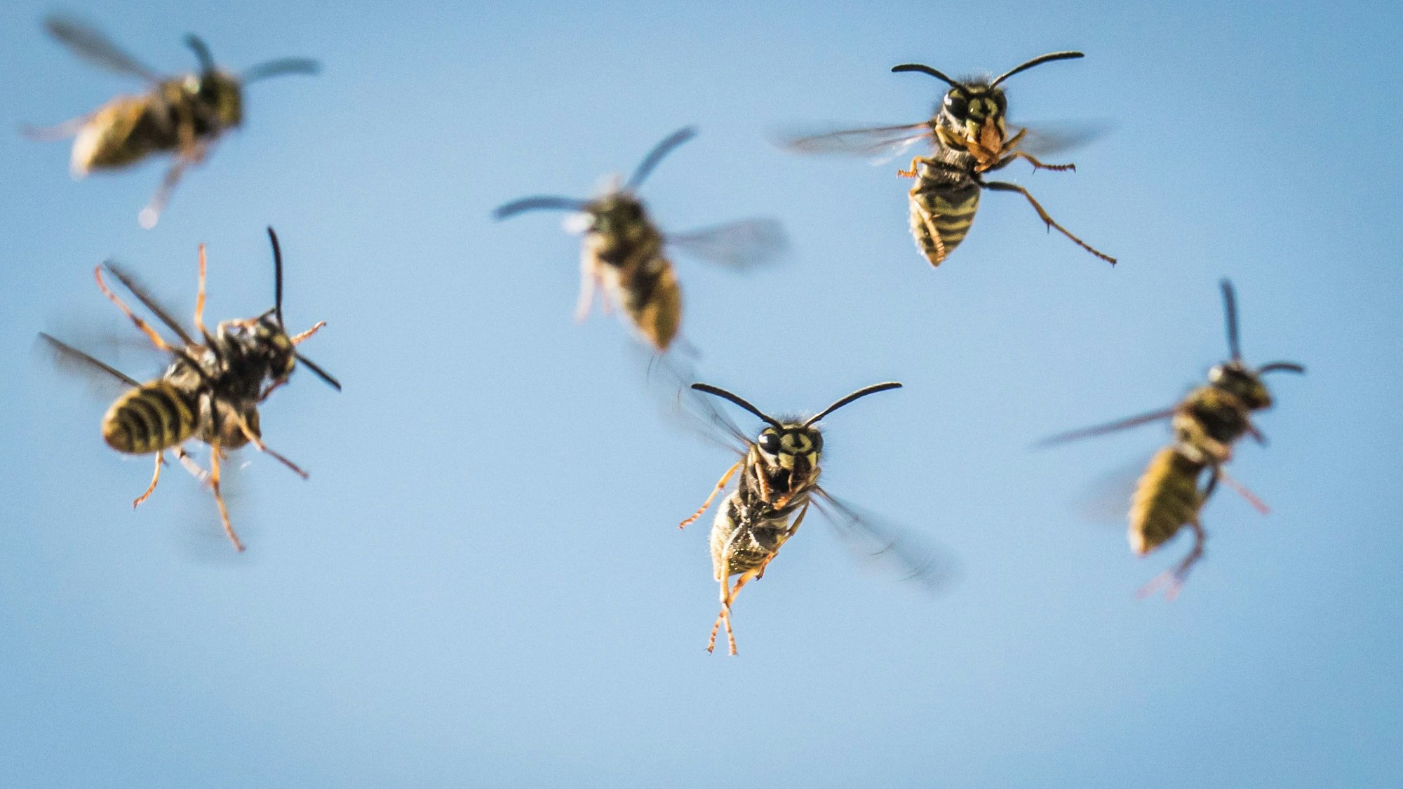 Ein Schwarm Wespen fliegt heran.