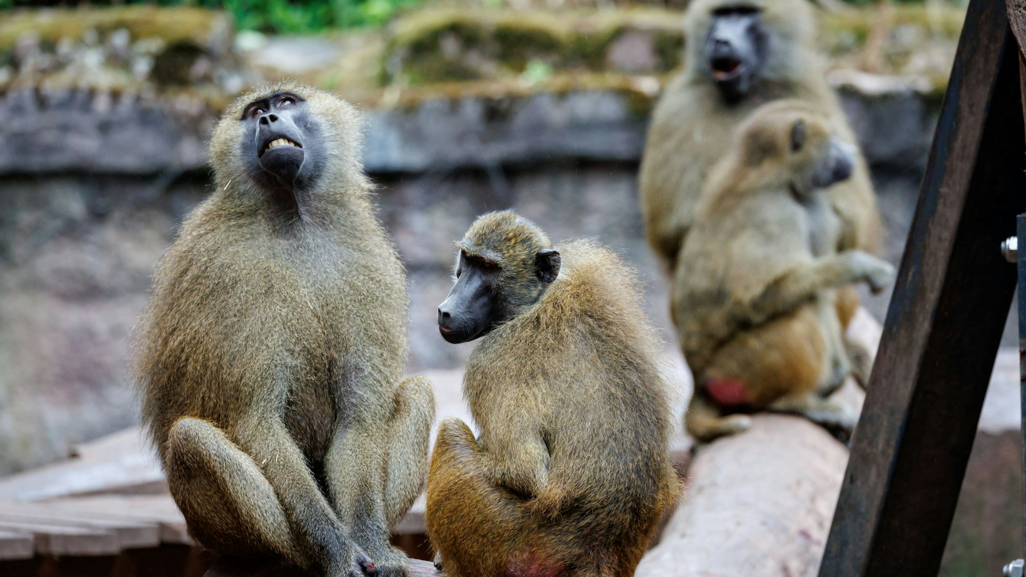 ARCHIV - 07.07.2025, Bayern, Nürnberg: Paviane sitzen in ihrem Gehege im Tiergarten Nürnberg. (zu dpa: «Wieso tötete Nürnberger Tiergarten gesunde Paviane?») Foto: Daniel Karmann/dpa +++ dpa-Bildfunk +++
