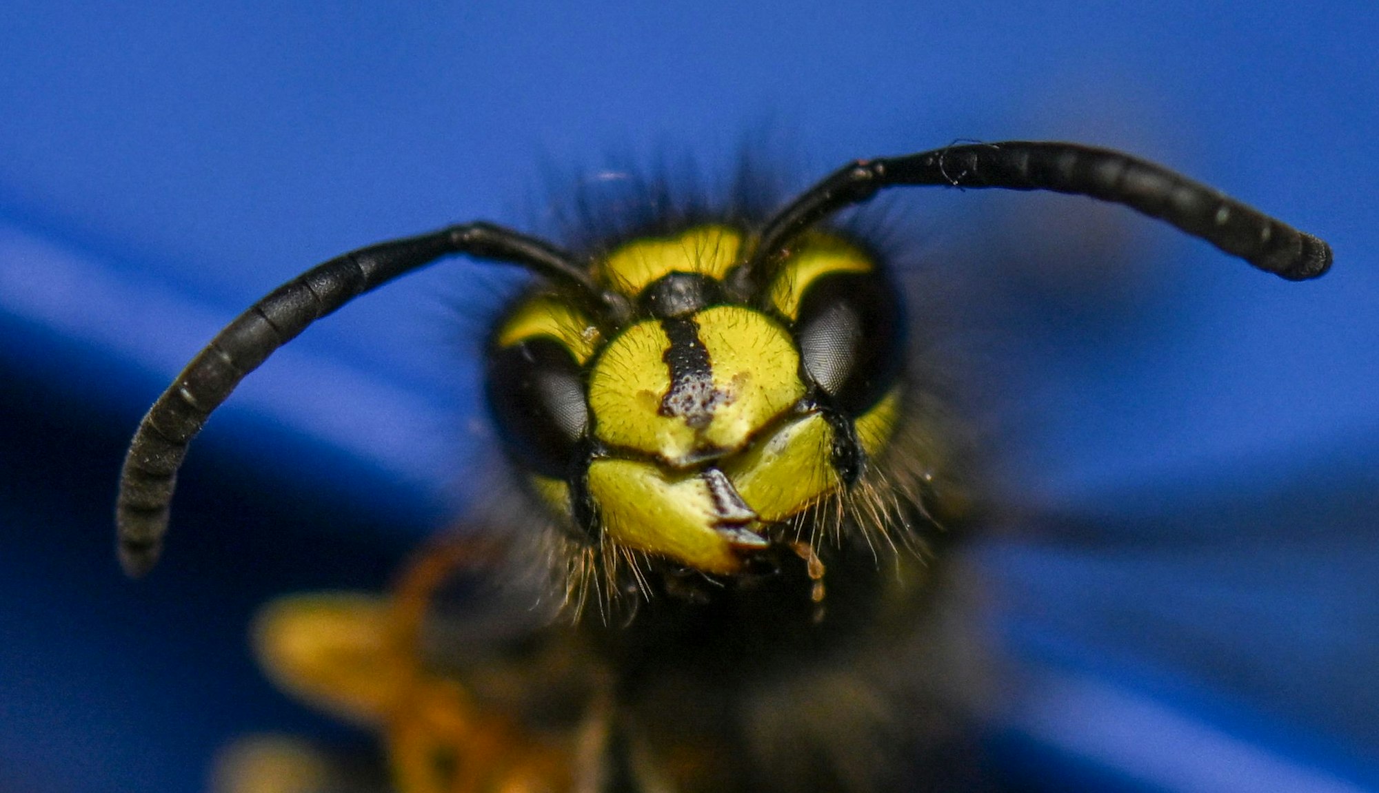 Als wild lebende Tiere stehen Wespen unter Natur- und Artenschutz und dürfen weder getötet noch verletzt werden.