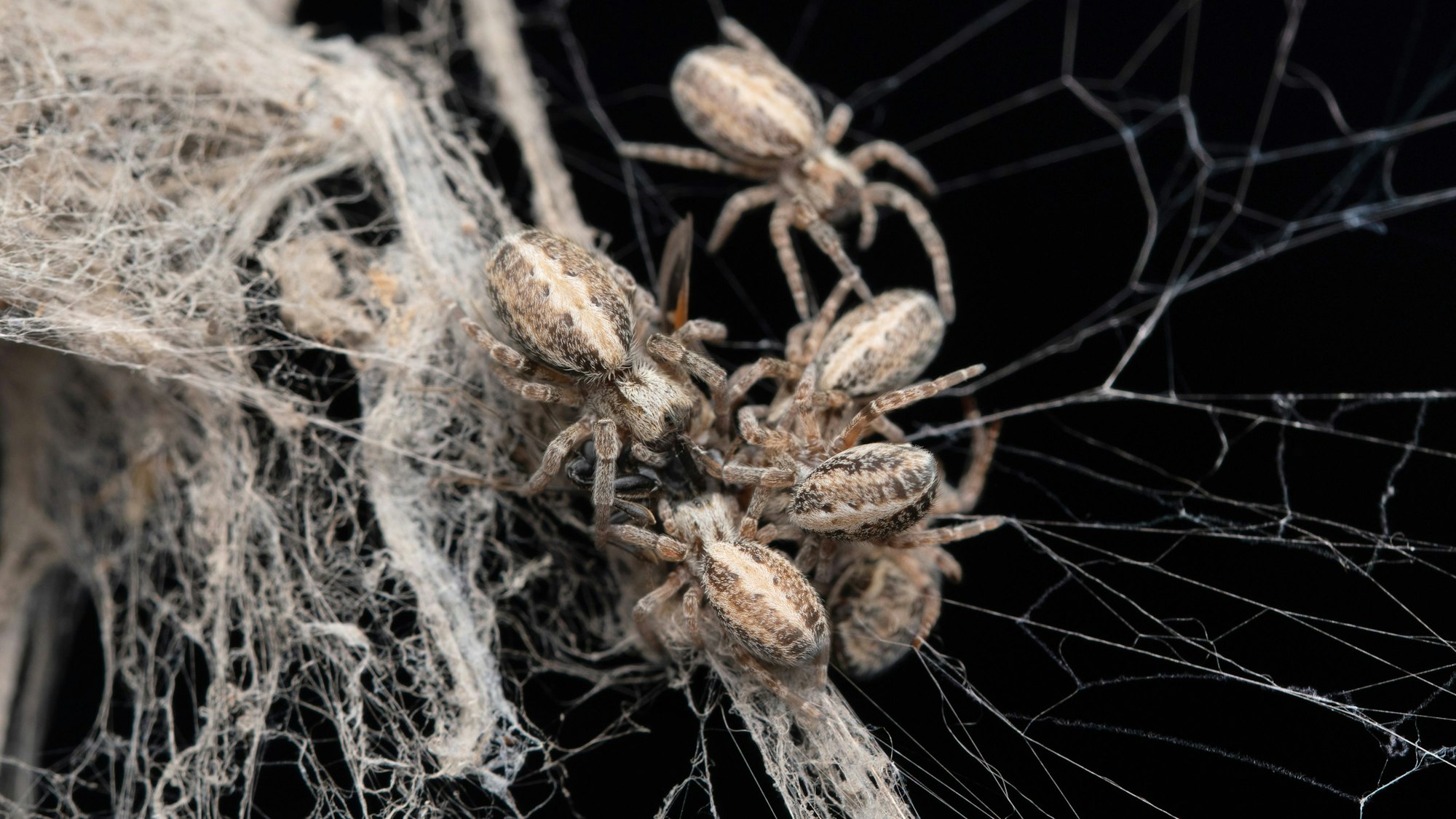 Stegodyphus-Spinnen bei der Jagd. Auch die als Afrikanische Sozialspinne bekannte Stegodyphus dumicola gehört zu der Gattung der Samtspinnen. (Symbolbild)