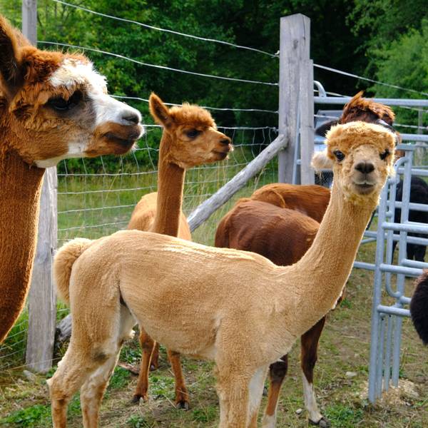 Mehrere Alpakas stehen vor dem Zaun auf ihrer Weide in Nettersheim.