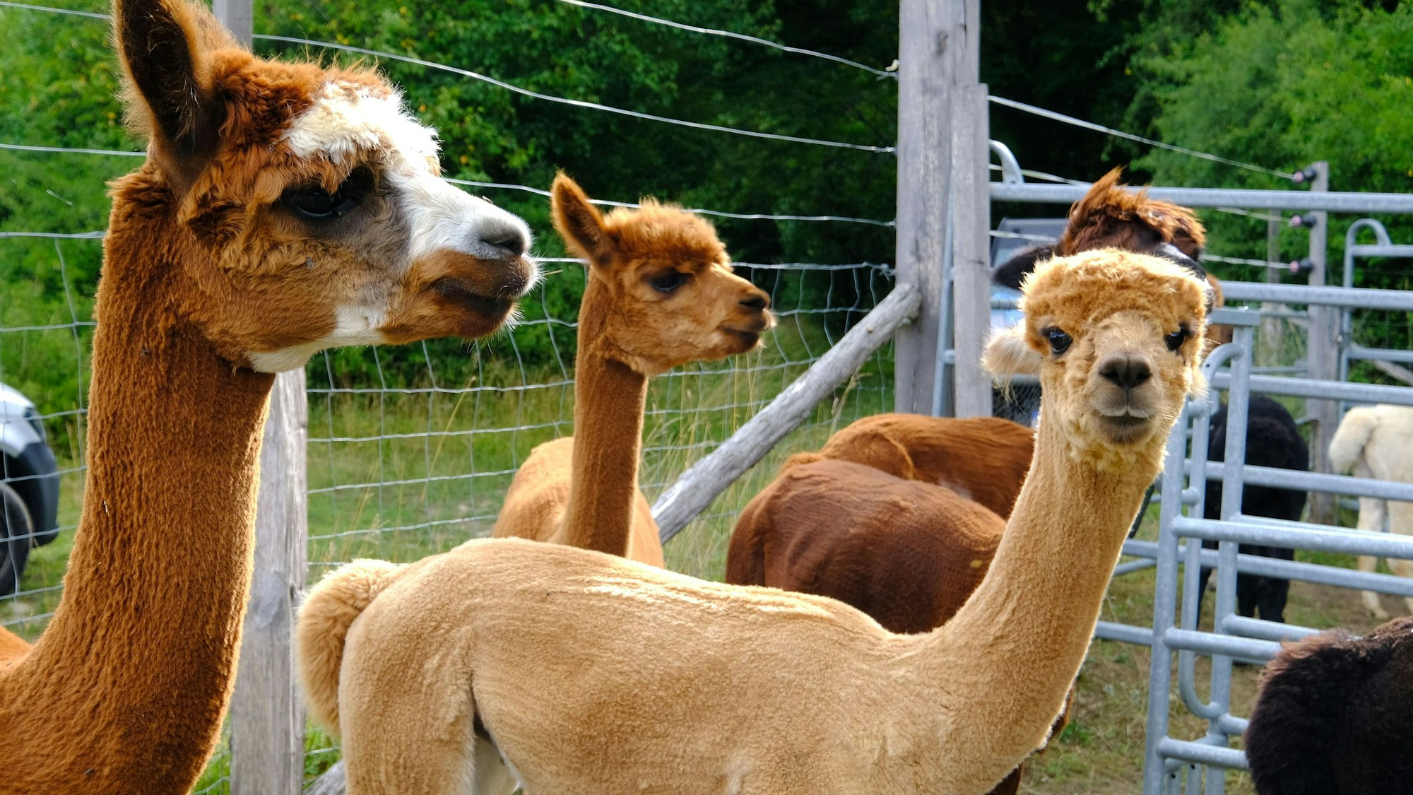 Mehrere Alpakas stehen vor dem Zaun auf ihrer Weide in Nettersheim.