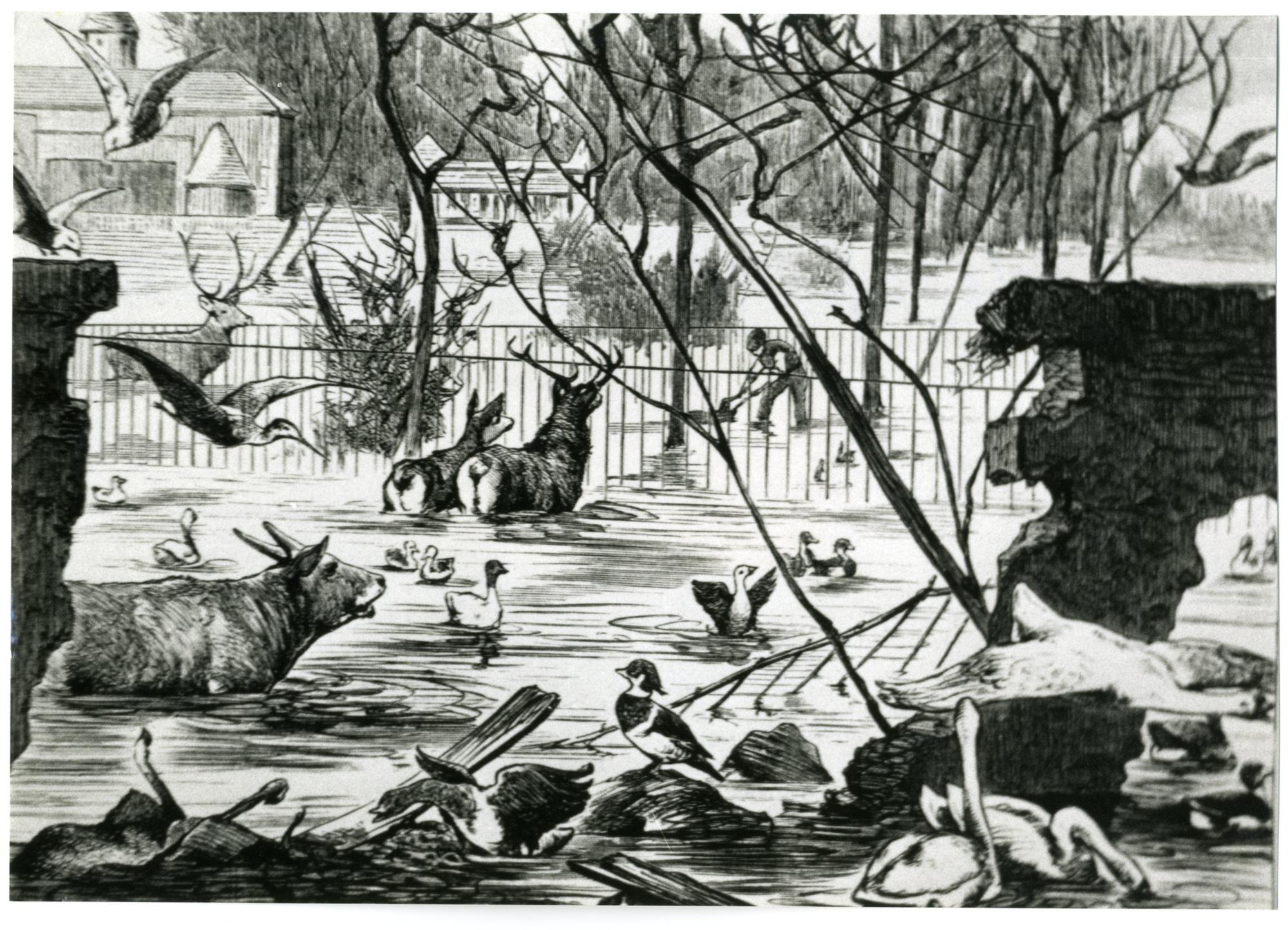 1882, Transportkästen standen bereit, in einem Rheinkahn wurden viele Tiere in einen erhöht gelegenen Tanzsaal gebracht. Für die Elefanten waren Podeste gebaut worden, deren Besteigen die Wärter mit den Dickhäutern geübt hatten. In die Antilopengehege wurden Flöße gelegt, auf die sich die Tiere retteten. So hielten sich die Opfer in Grenzen, es entstand Sachschaden von 20 000 Mark.