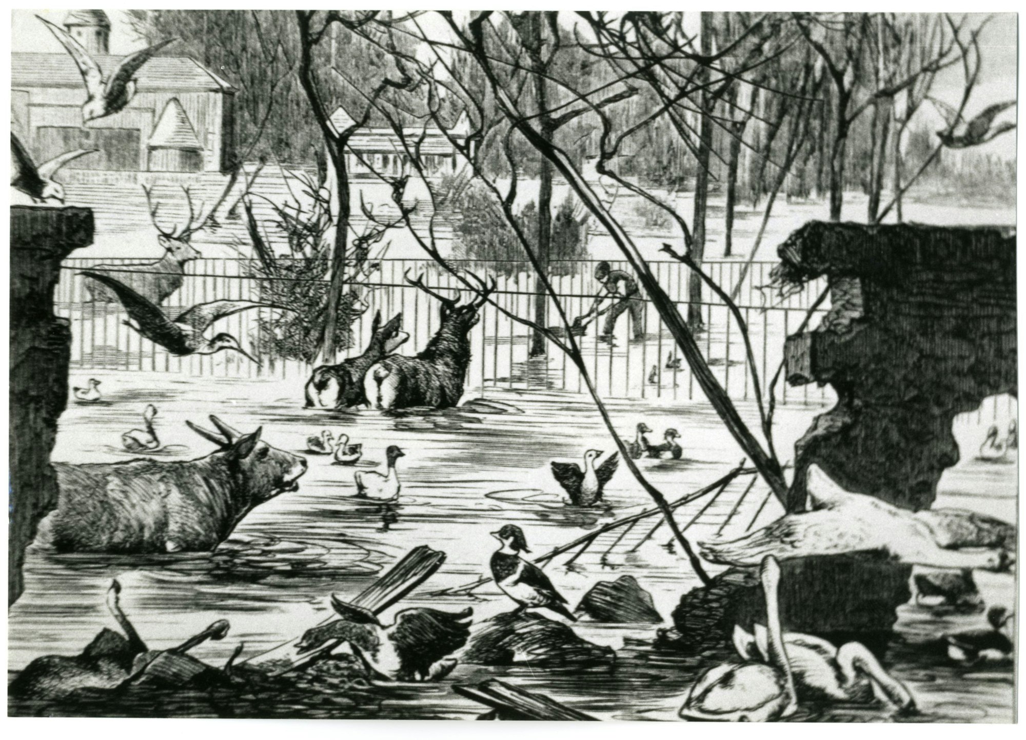 1882, Transportkästen standen bereit, in einem Rheinkahn wurden viele Tiere in einen erhöht gelegenen Tanzsaal gebracht. Für die Elefanten waren Podeste gebaut worden, deren Besteigen die Wärter mit den Dickhäutern geübt hatten. In die Antilopengehege wurden Flöße gelegt, auf die sich die Tiere retteten. So hielten sich die Opfer in Grenzen, es entstand Sachschaden von 20 000 Mark.