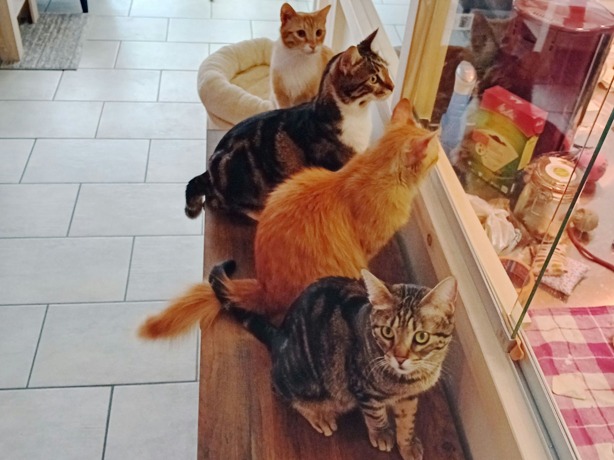 Vier Katzen sitzen auf einer Bank in einem Café.