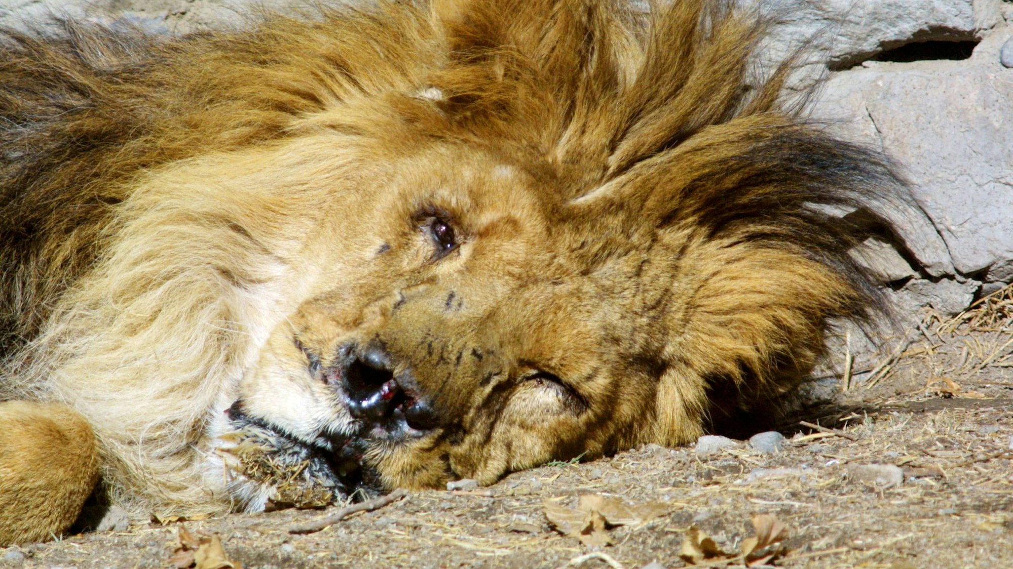 Der einäugige Löwe Marjan.