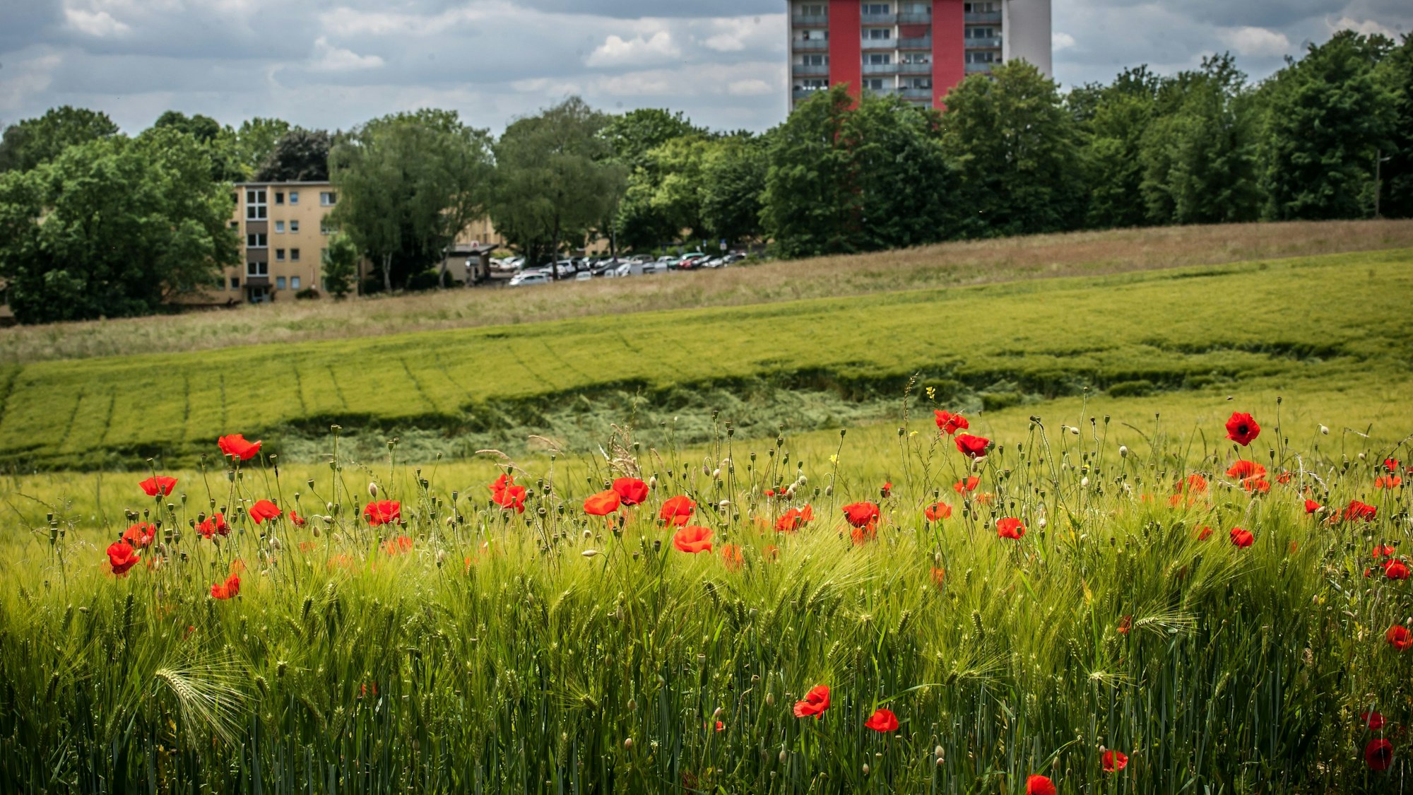 Ein Bild aus besseren Zeiten: Ein Feld mit Gerste und Mohn am Bohofsweg/In der Wasserkuhl.Ralf Krieger