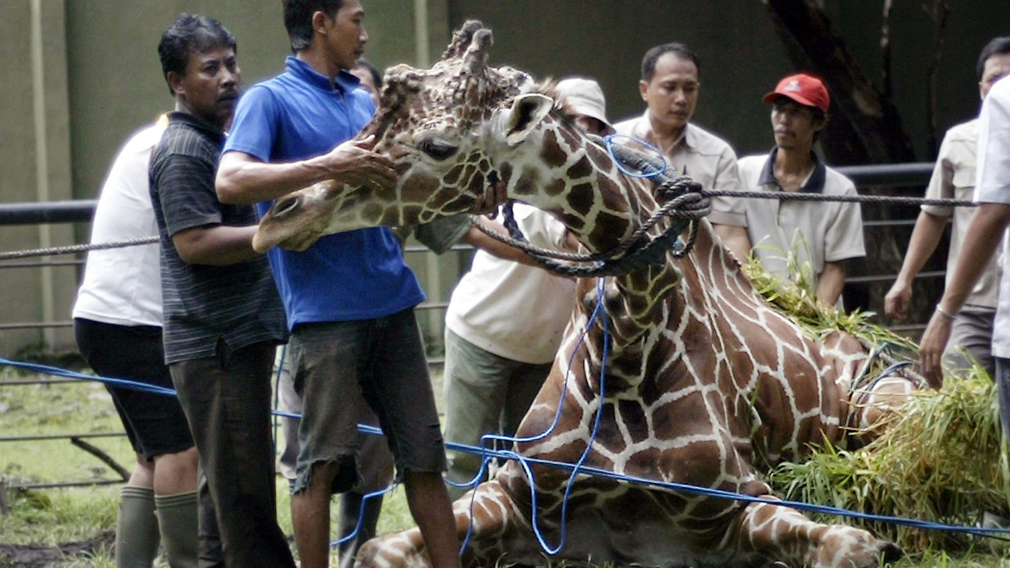 Giraffe Kliwon an ihrem Lebensende.