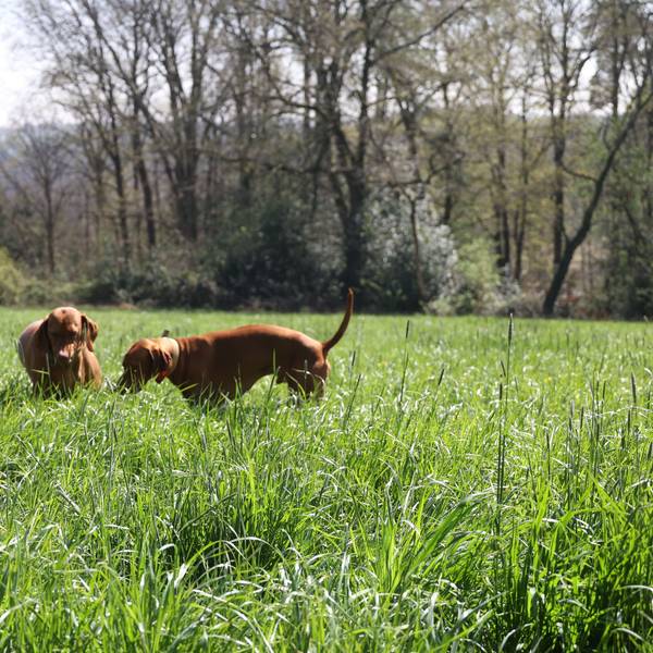 Wenn Hunde nicht dort frei herumlaufen, wo es vorgesehen ist, kann das ungeahnte Folgen haben.