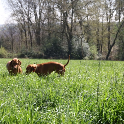 Wenn Hunde nicht dort frei herumlaufen, wo es vorgesehen ist, kann das ungeahnte Folgen haben.