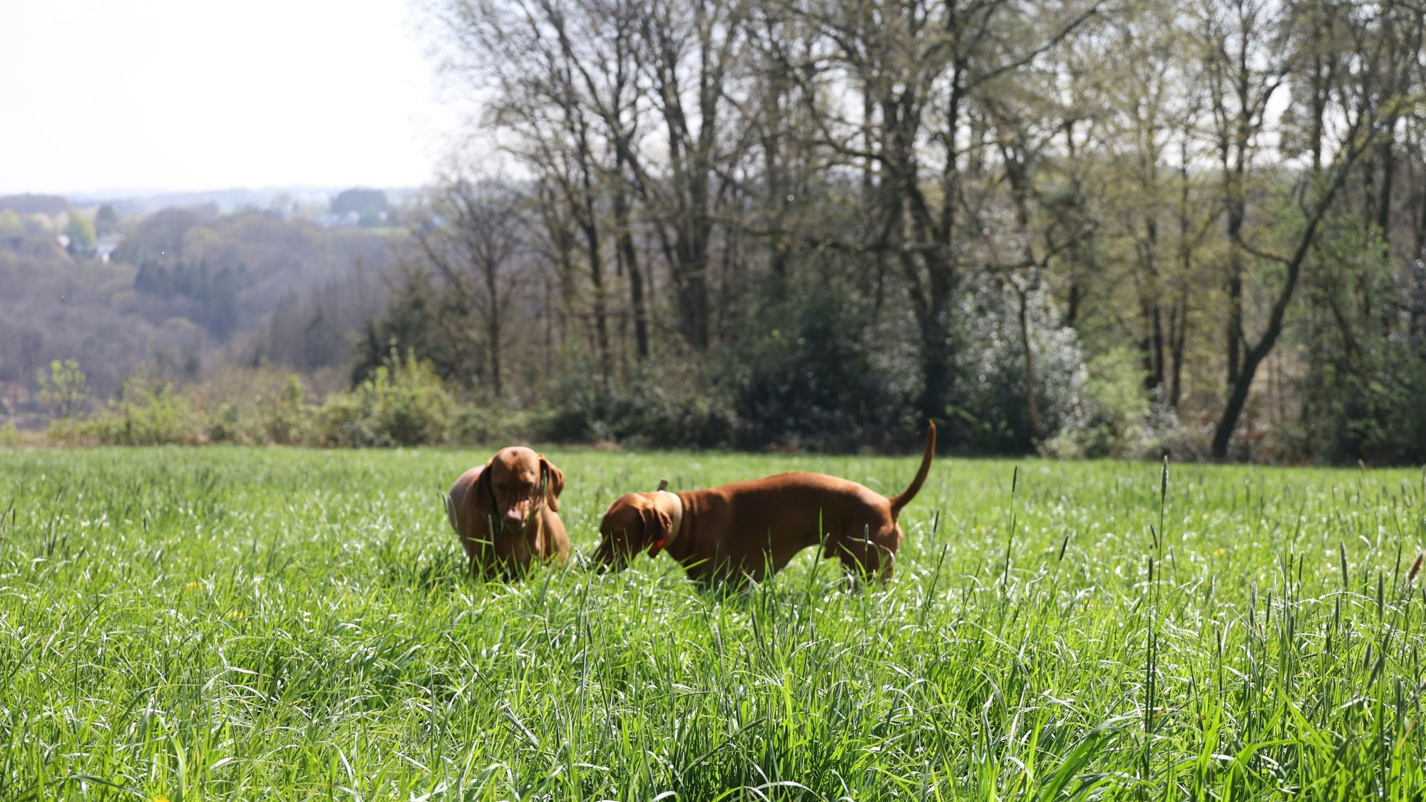 Wenn Hunde nicht dort frei herumlaufen, wo es vorgesehen ist, kann das ungeahnte Folgen haben.