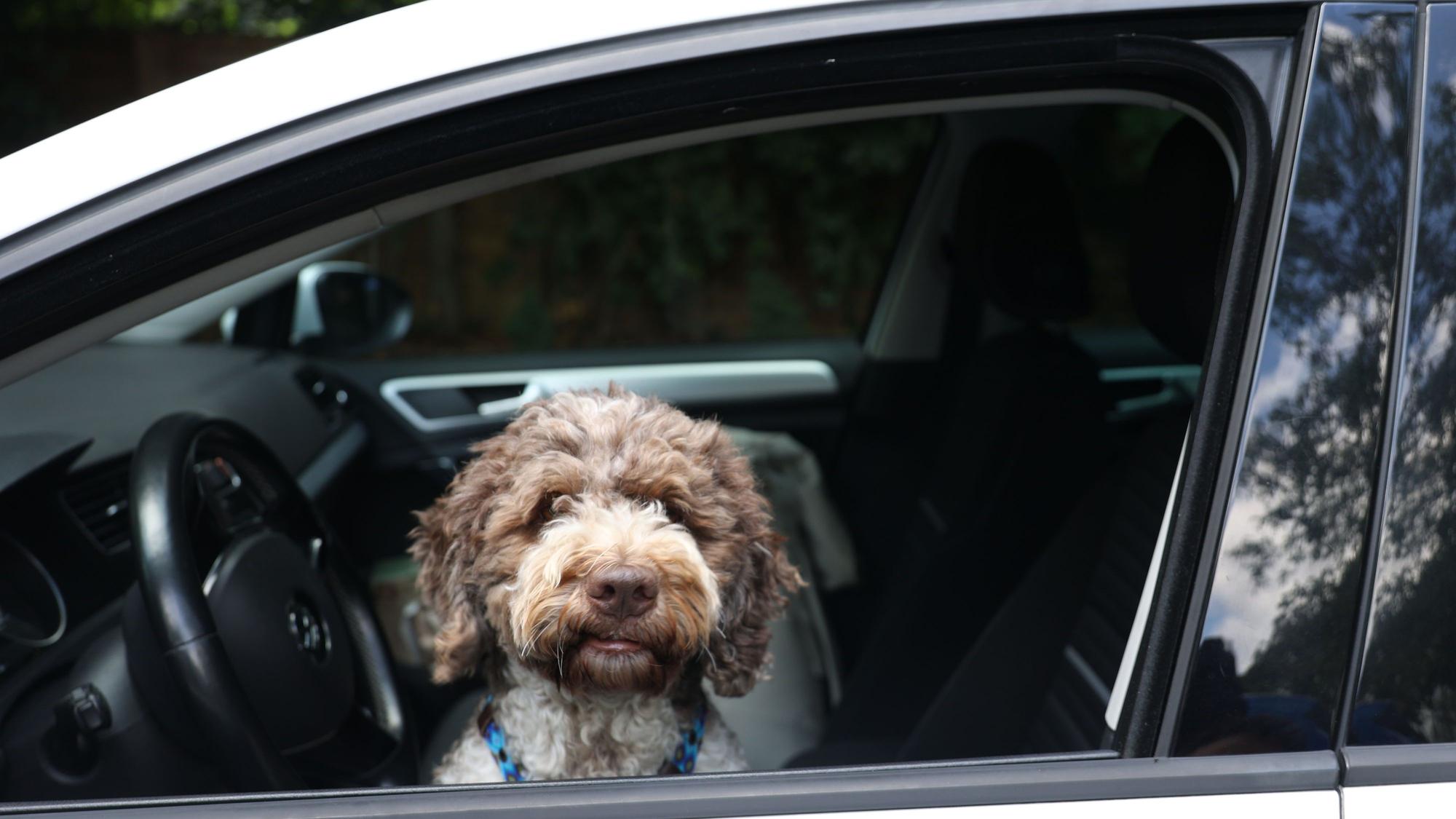 Die Hitze kann für einen Hund im Auto lebensgefährlich sein.