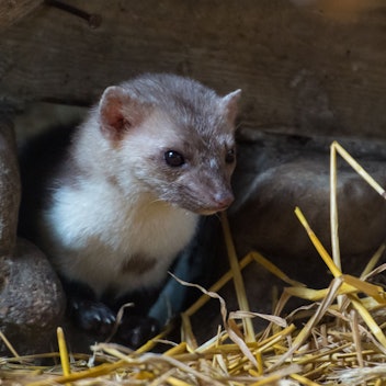 Ein Steinmarder sitzt in einem Gehege.