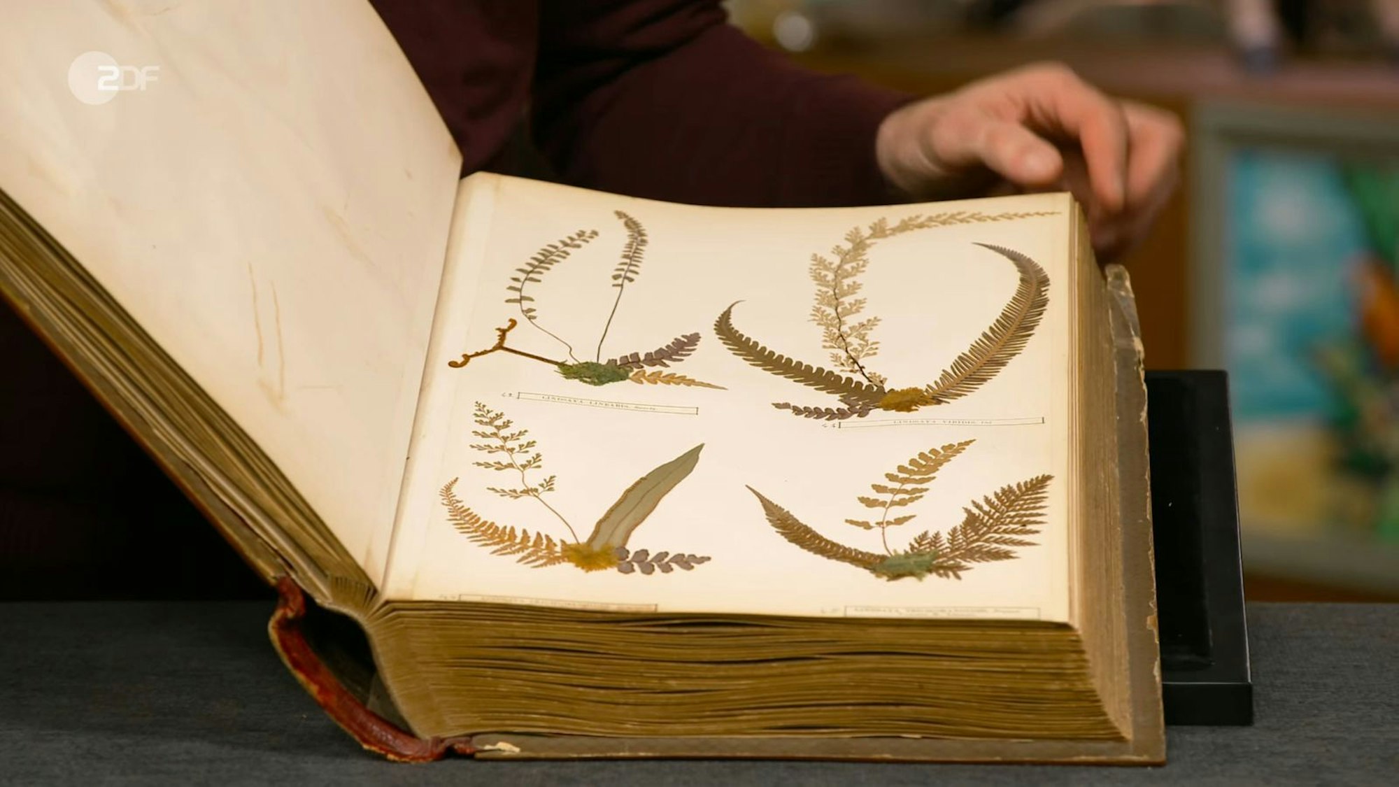 Der schottische Geschäftsmann Eric Craig sammelte in einem Buch 152 der über 200 neuseeländischen Farnarten. Fabian Kahl bezahlte 1.350 Euro! (Bild: ZDF)