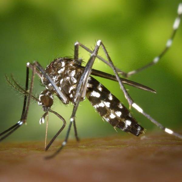 Eine Asiatische Tigermücke (Aedes albopicts).