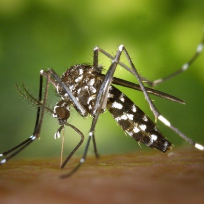 Eine Asiatische Tigermücke (Aedes albopicts).