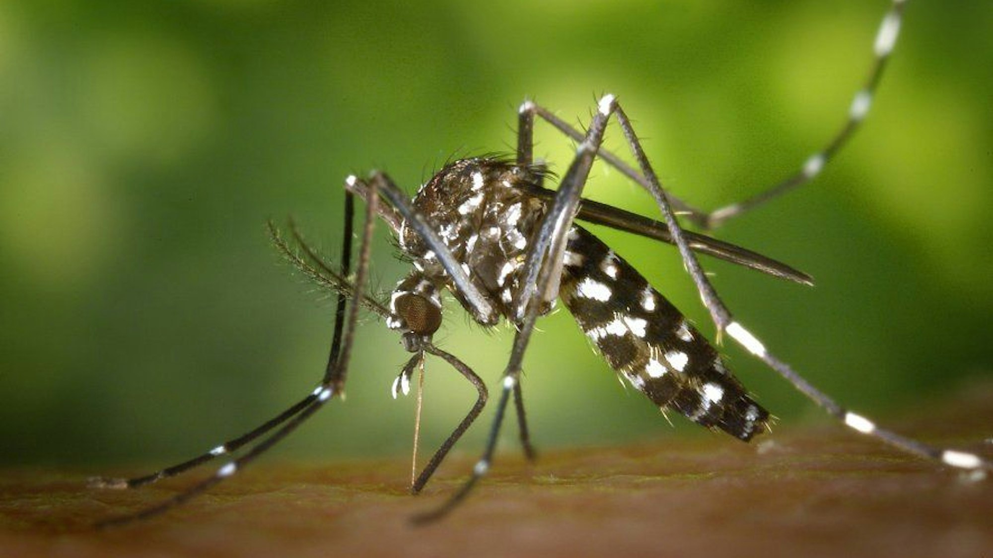 Eine Asiatische Tigermücke (Aedes albopicts).