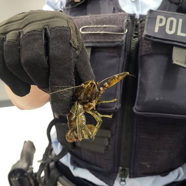 21 Flusskrebse wurden in einer S-Bahn in Köln gefunden.